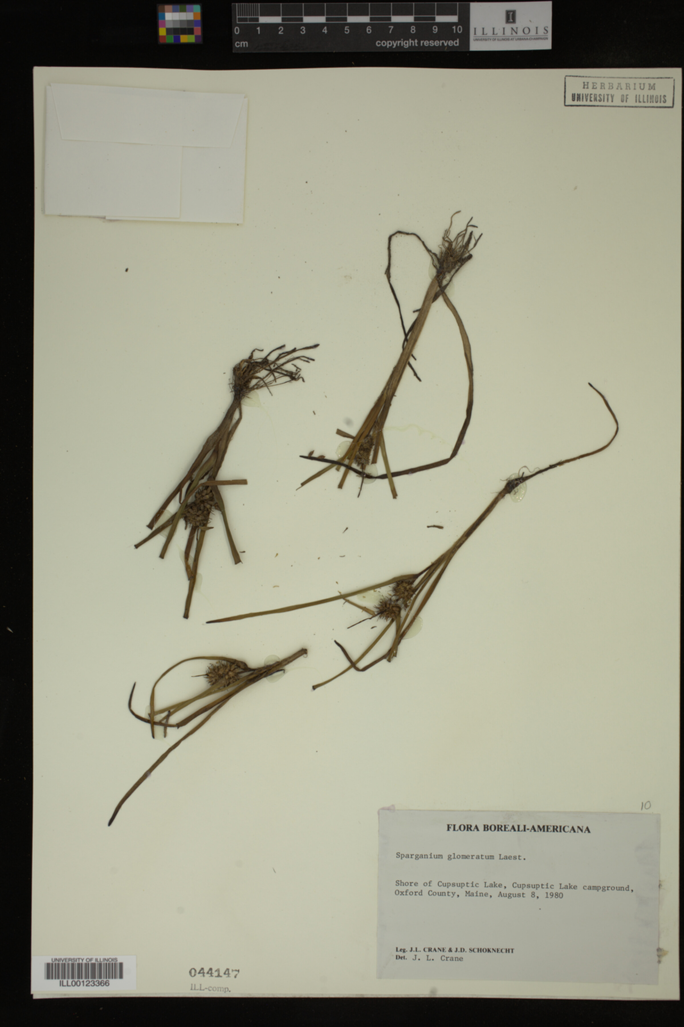 Sparganium glomeratum image