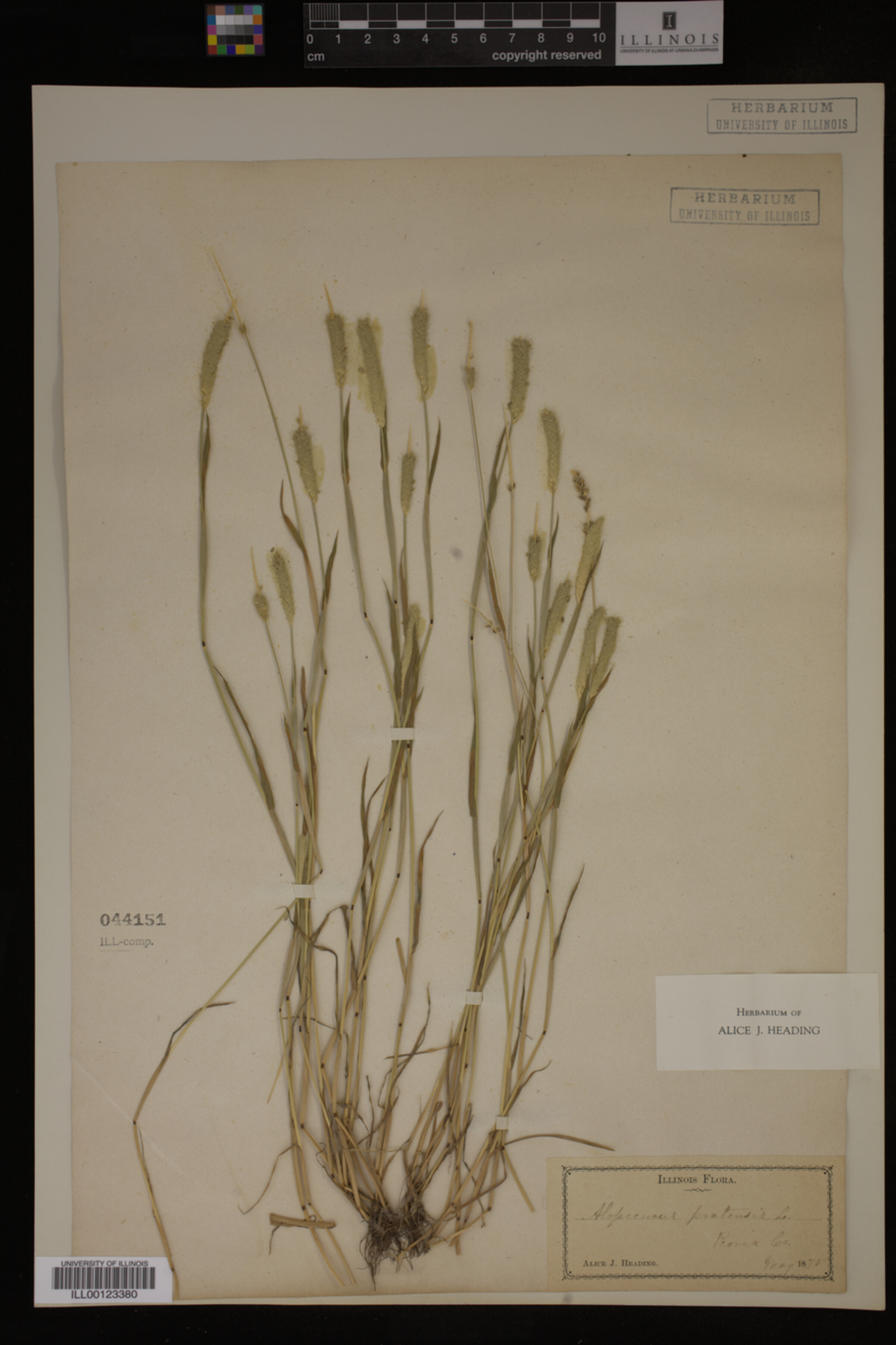 Alopecurus pratensis image