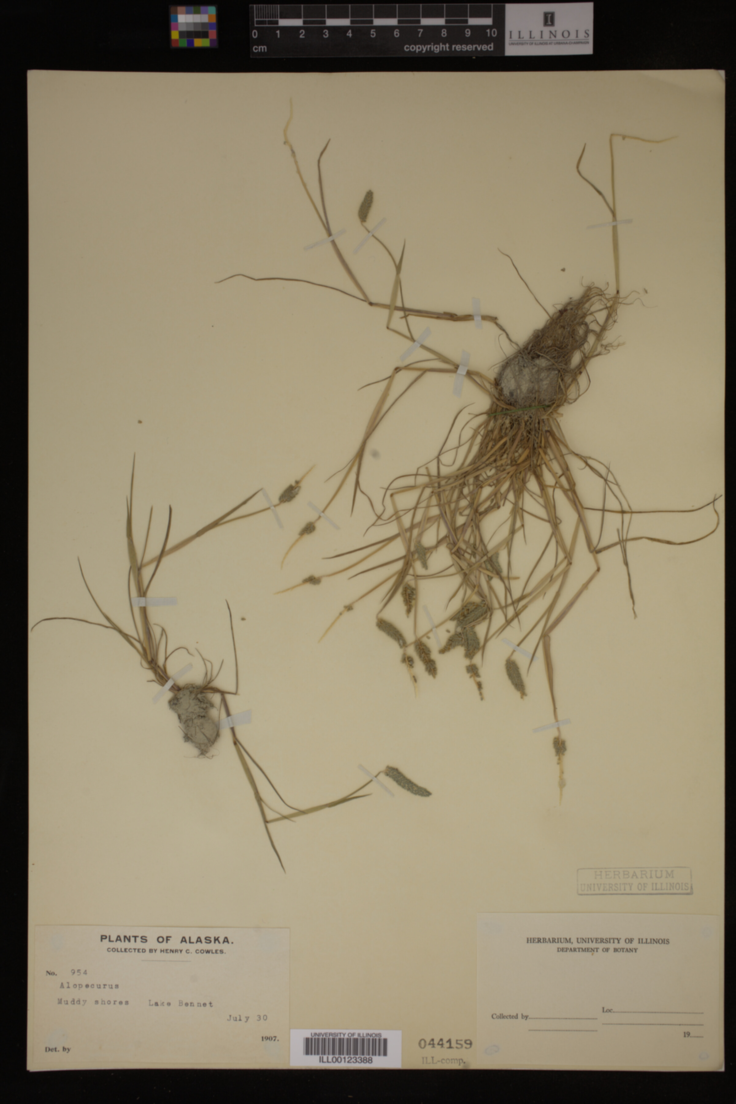 Alopecurus image