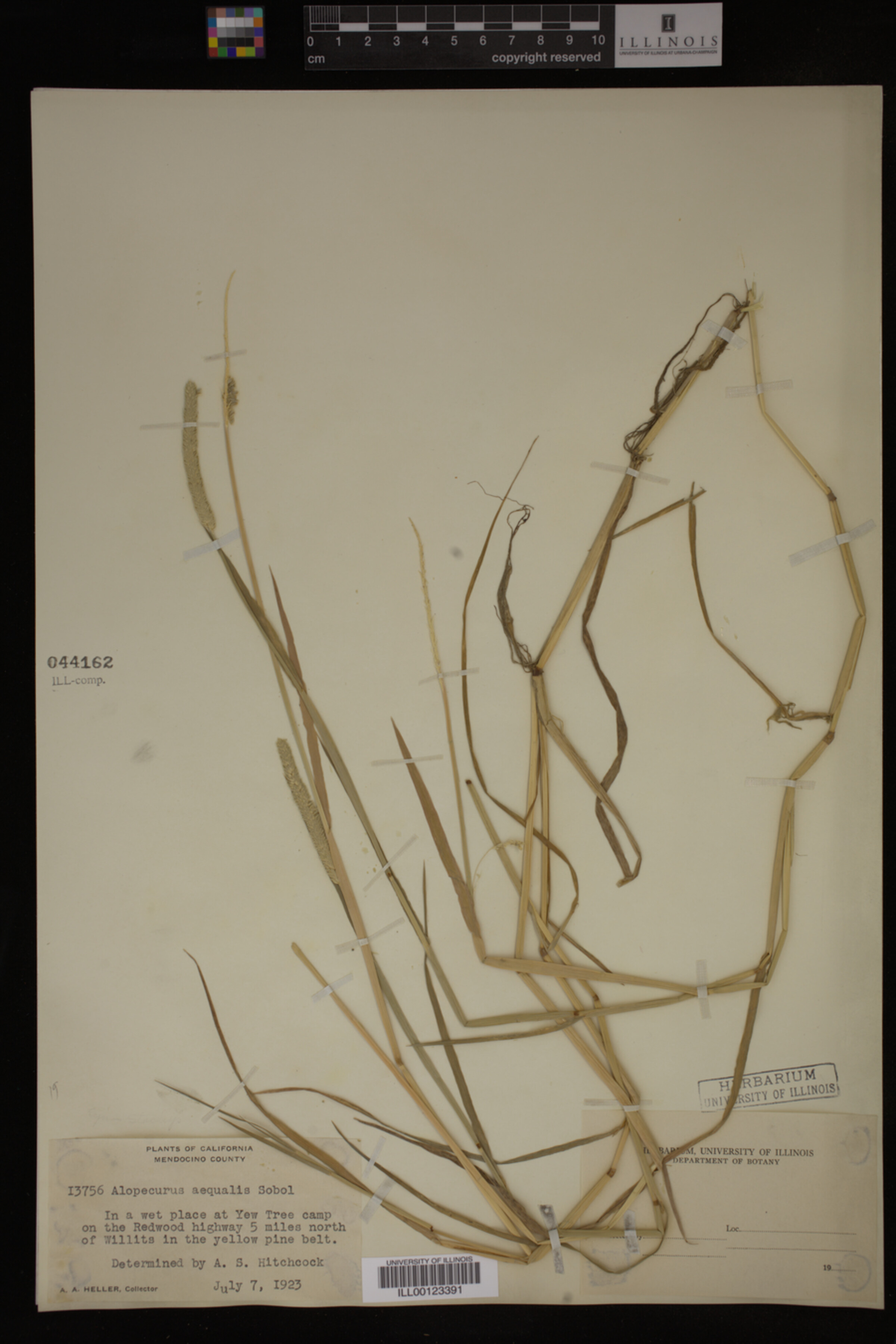 Alopecurus image