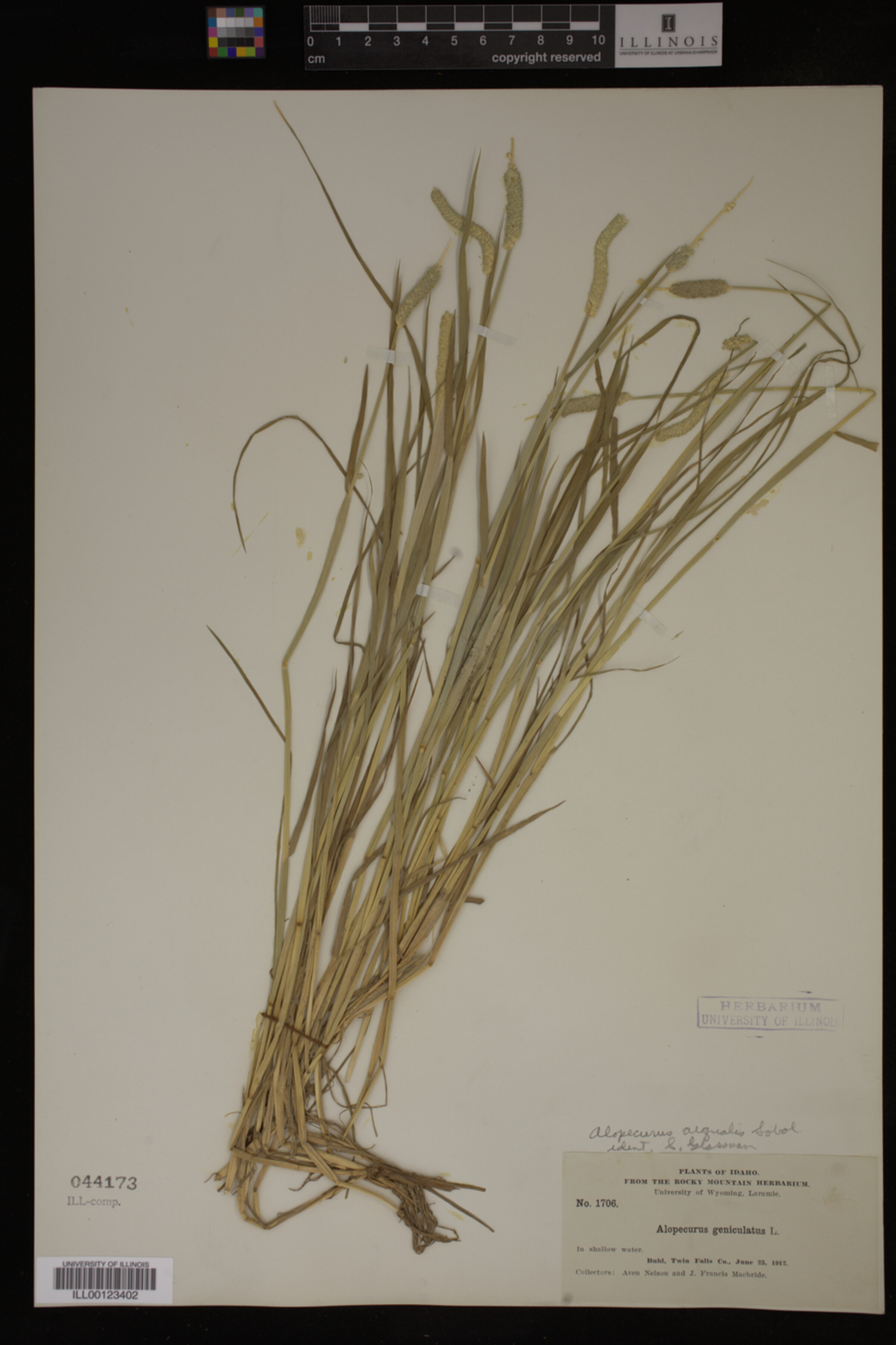 Alopecurus aequalis image