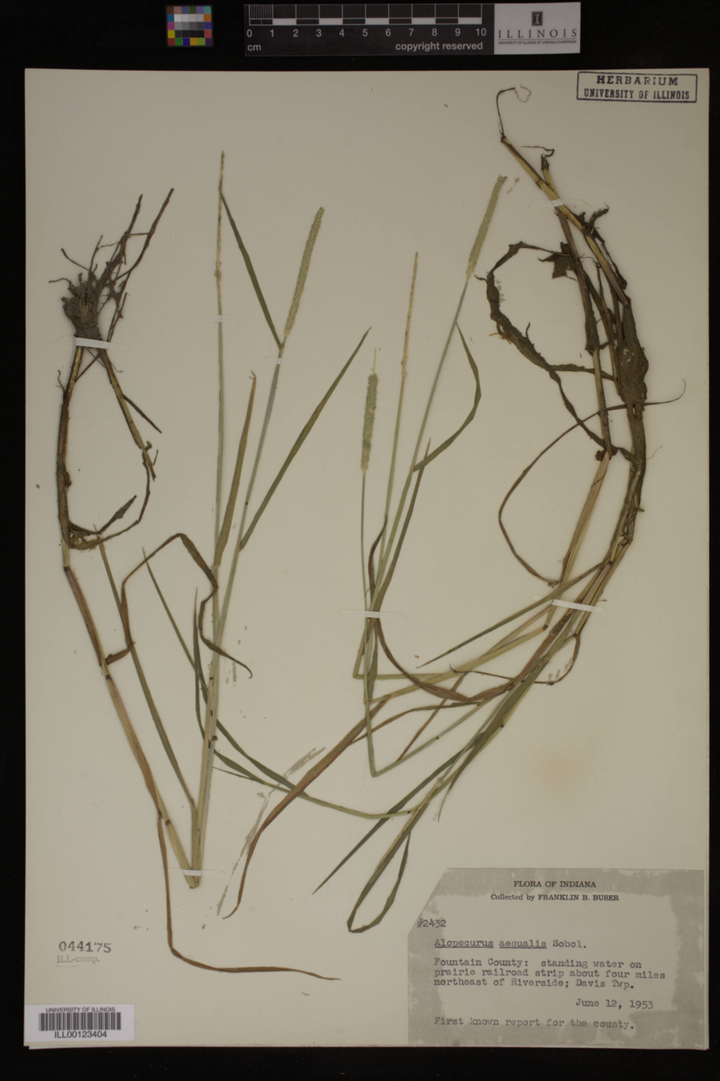Alopecurus aequalis image