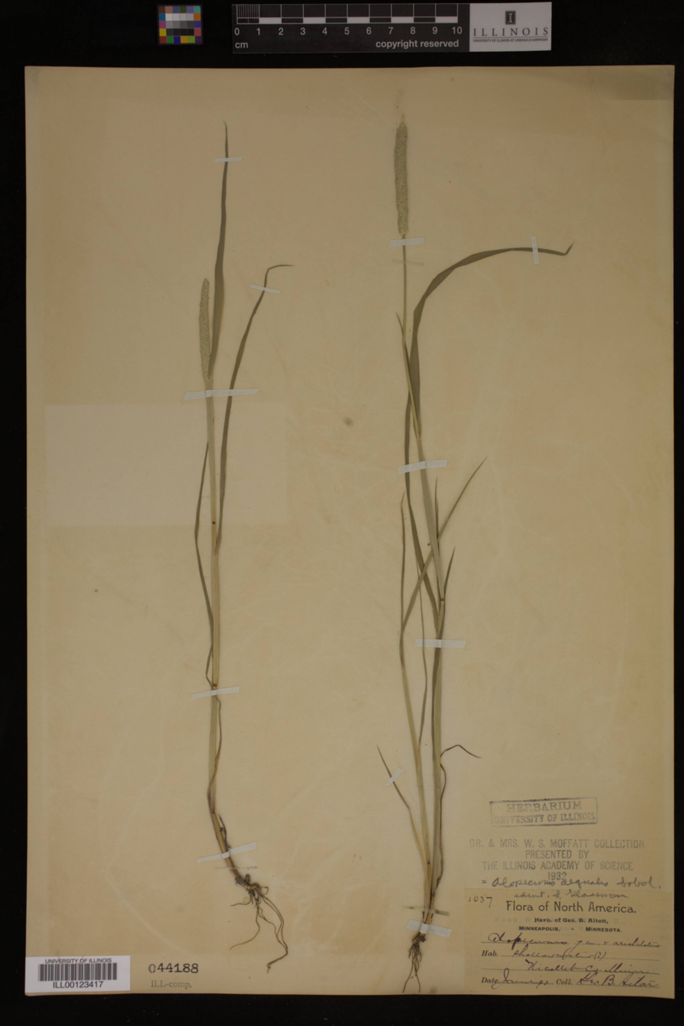 Alopecurus aequalis image