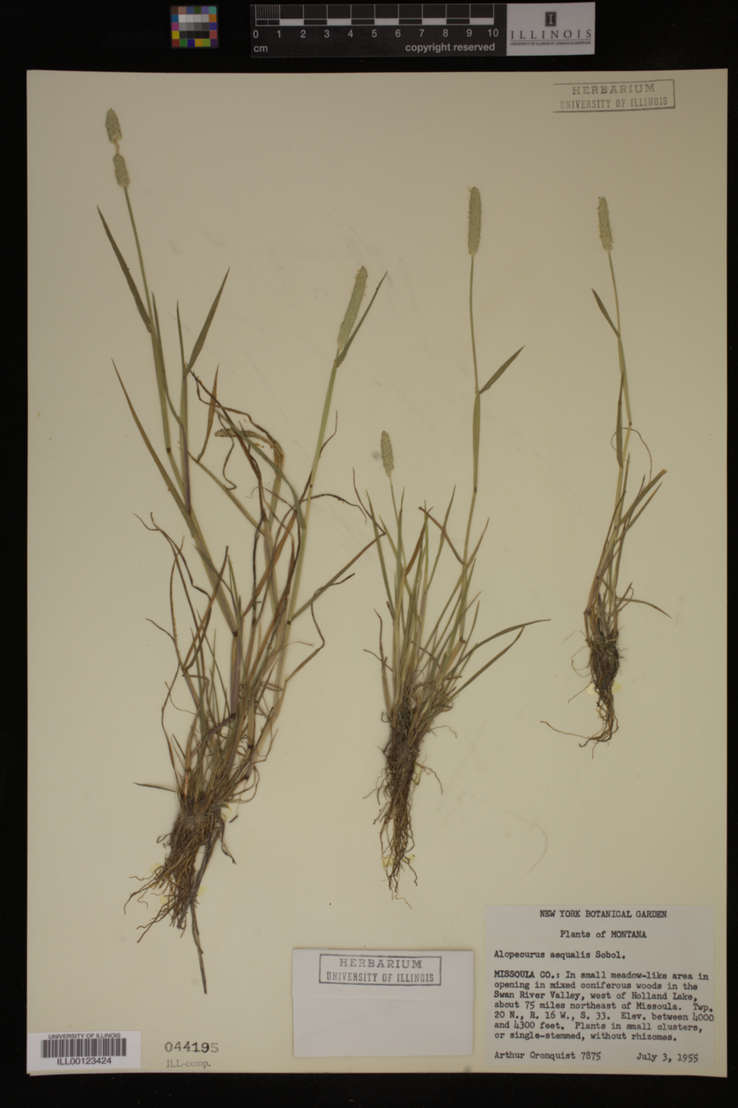 Alopecurus aequalis image