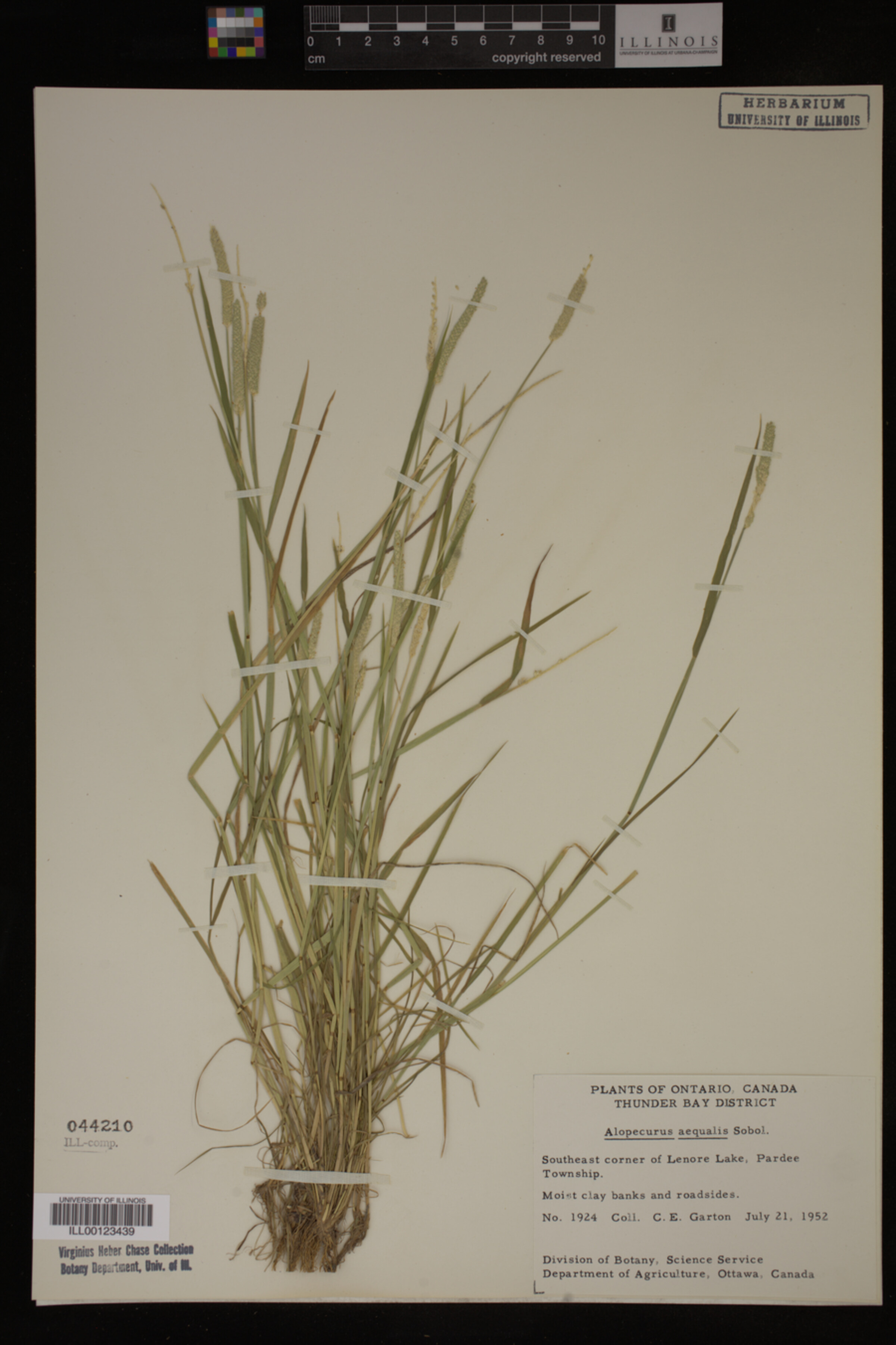 Alopecurus aequalis image