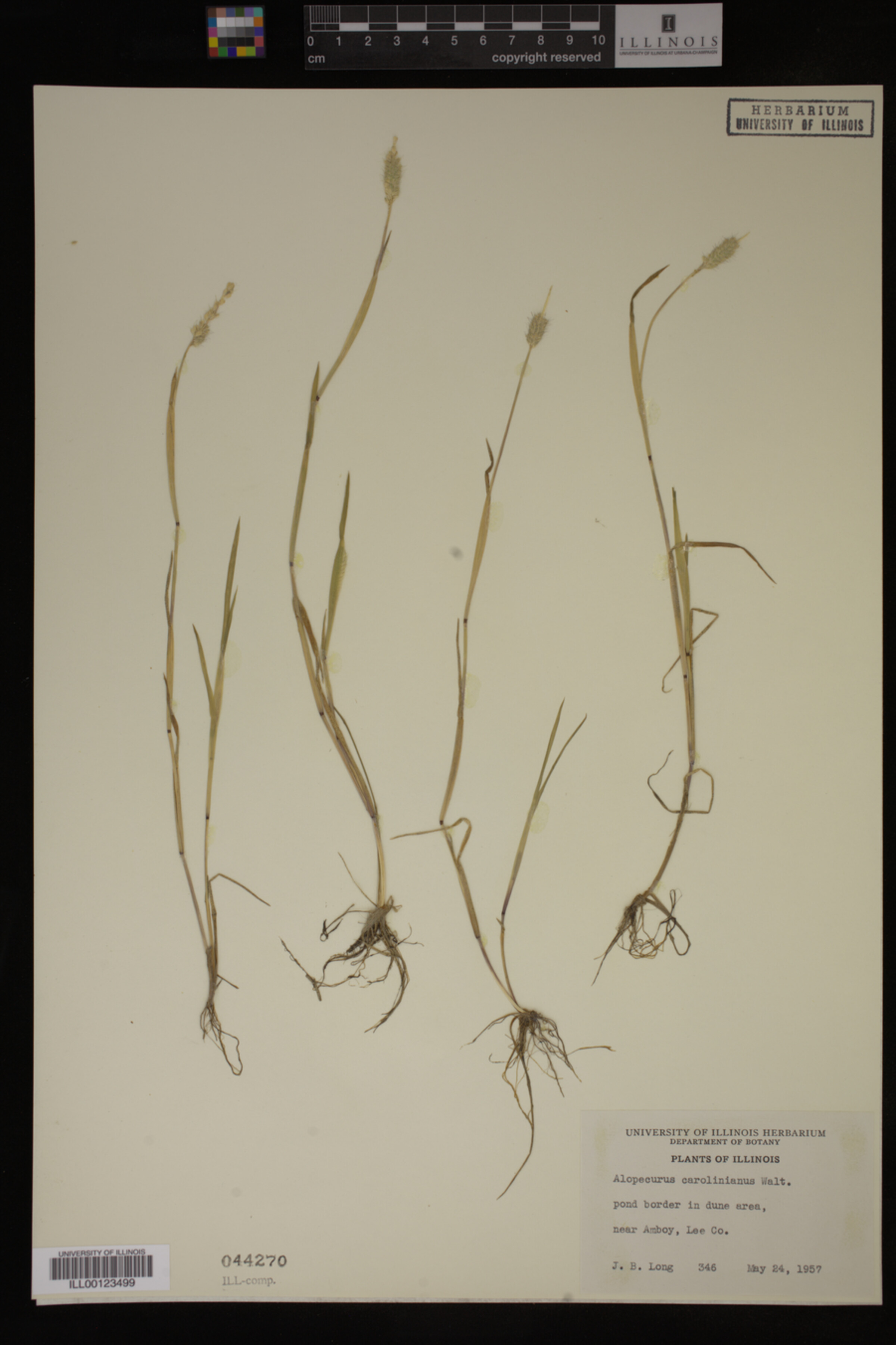 Alopecurus carolinianus image