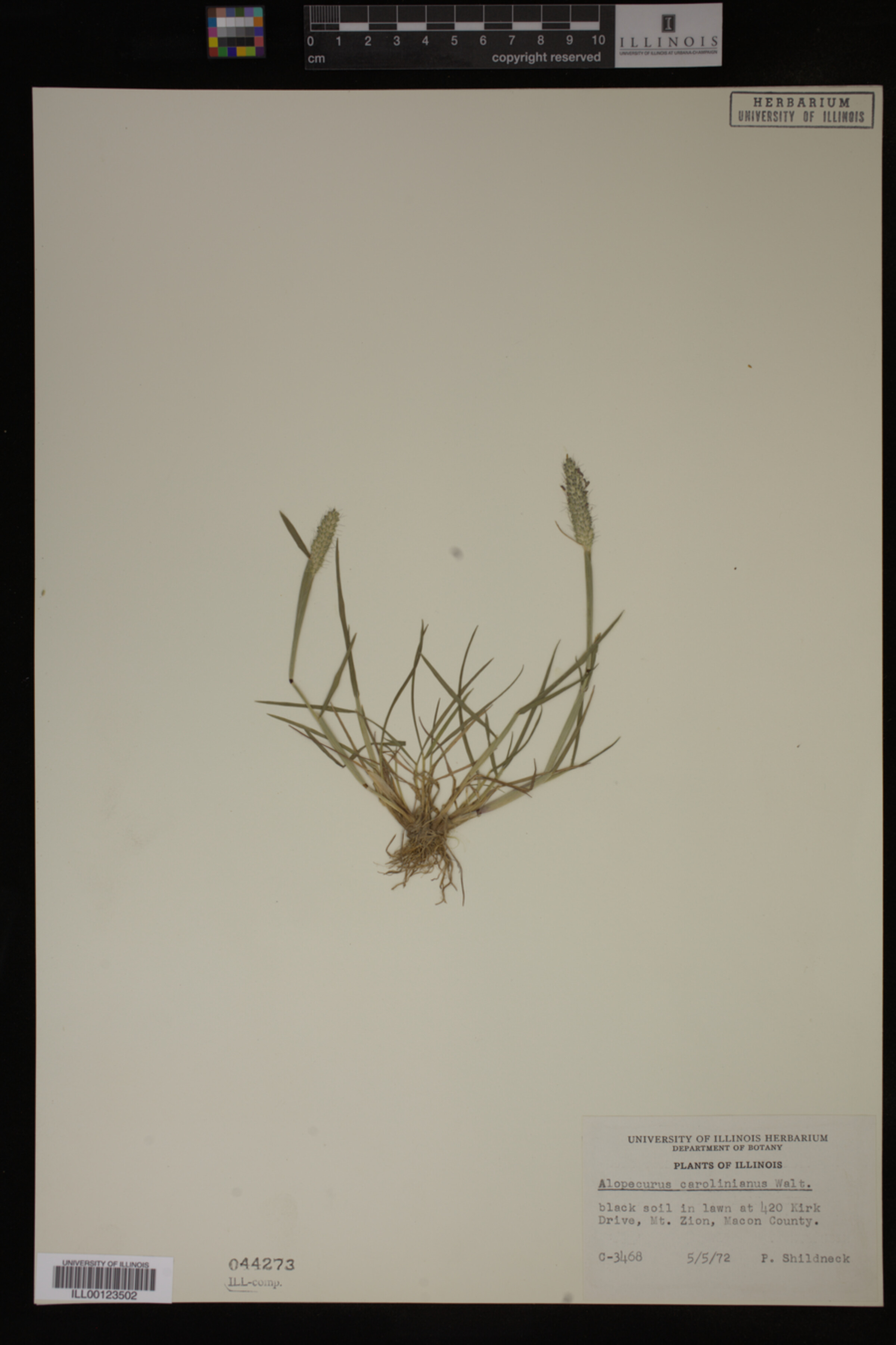 Alopecurus carolinianus image