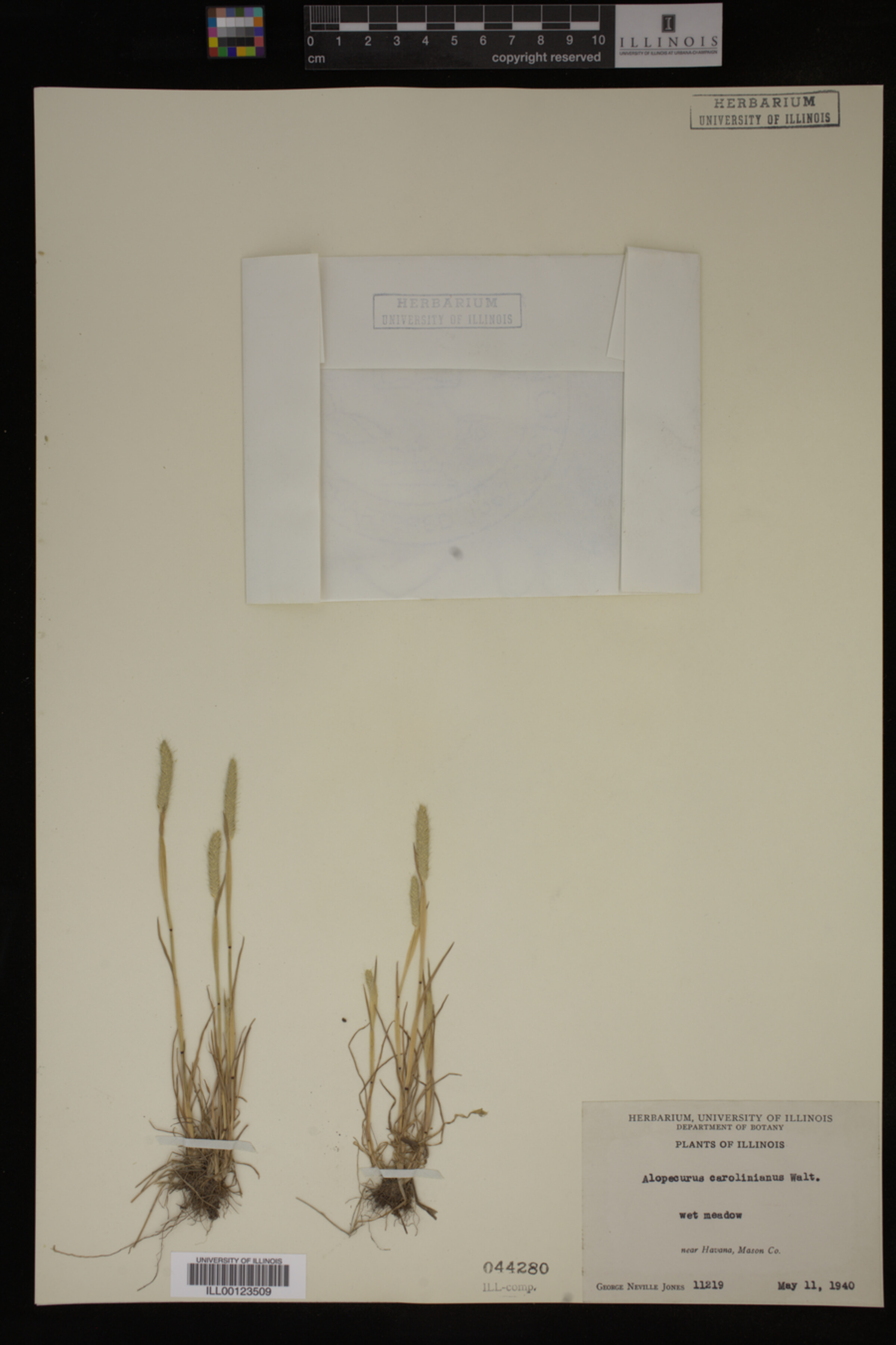 Alopecurus carolinianus image