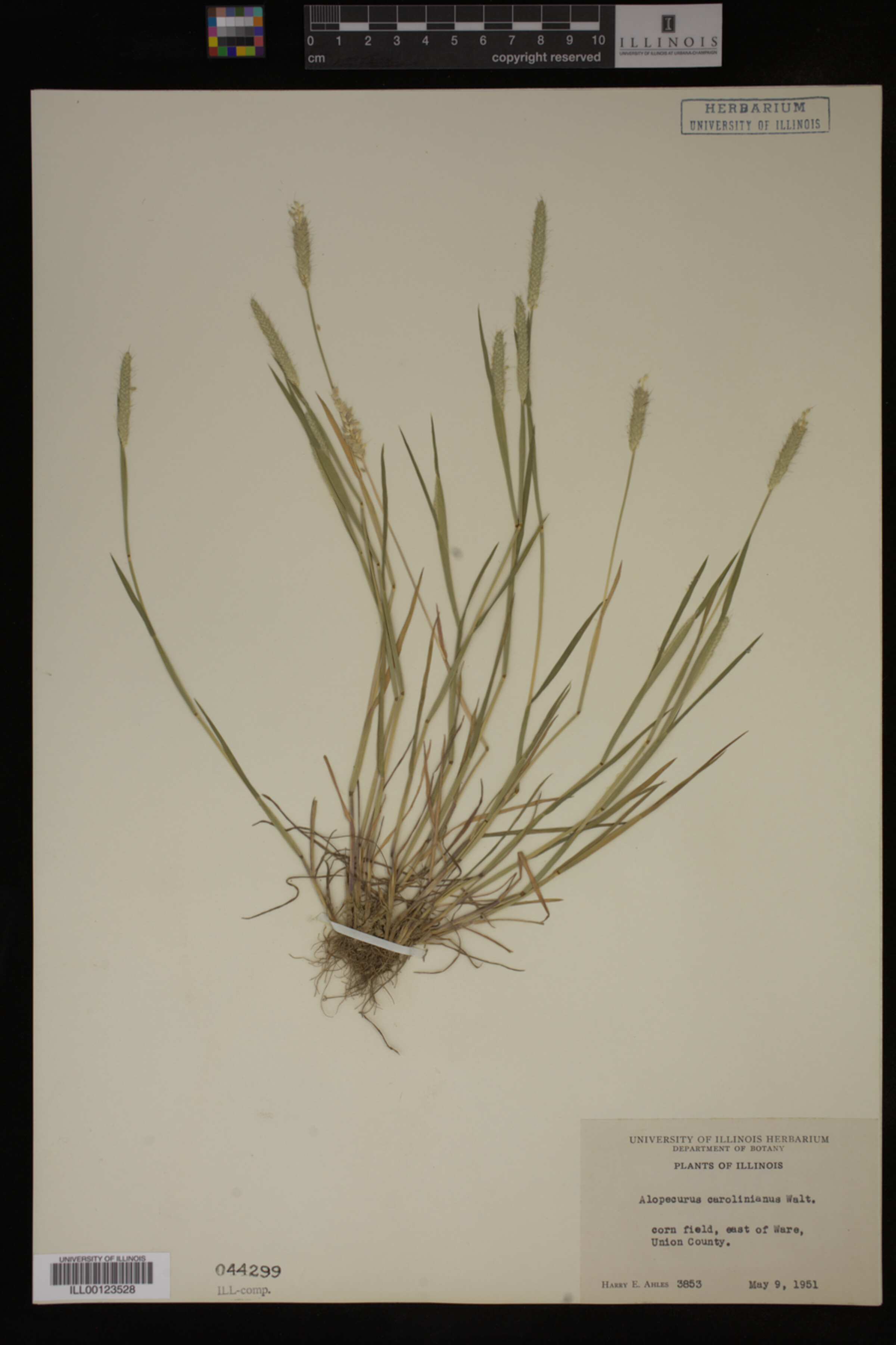 Alopecurus carolinianus image