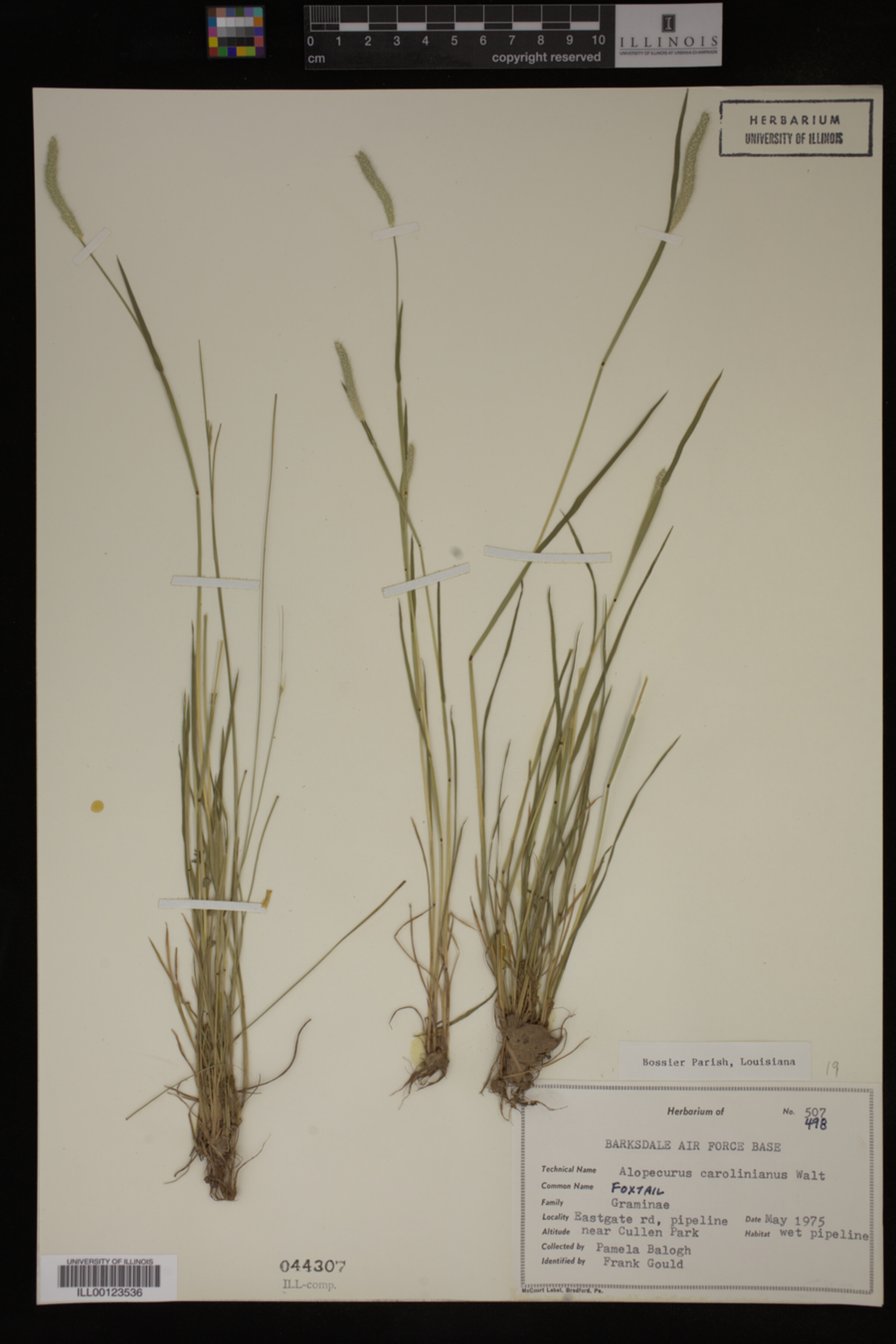 Alopecurus carolinianus image