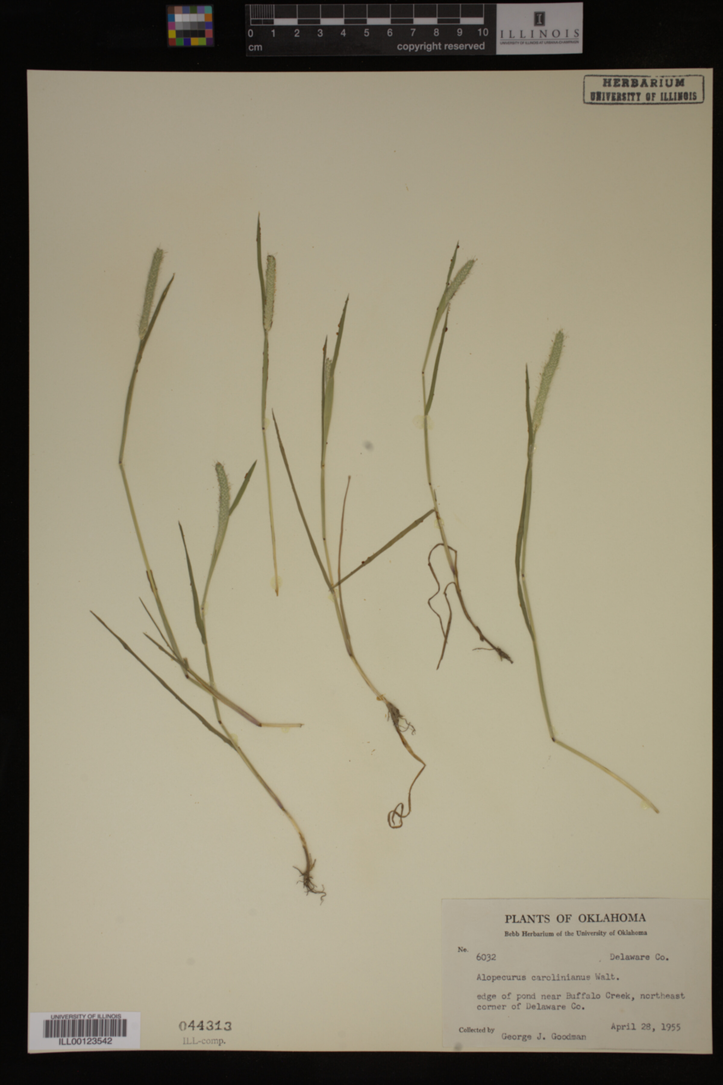 Alopecurus carolinianus image