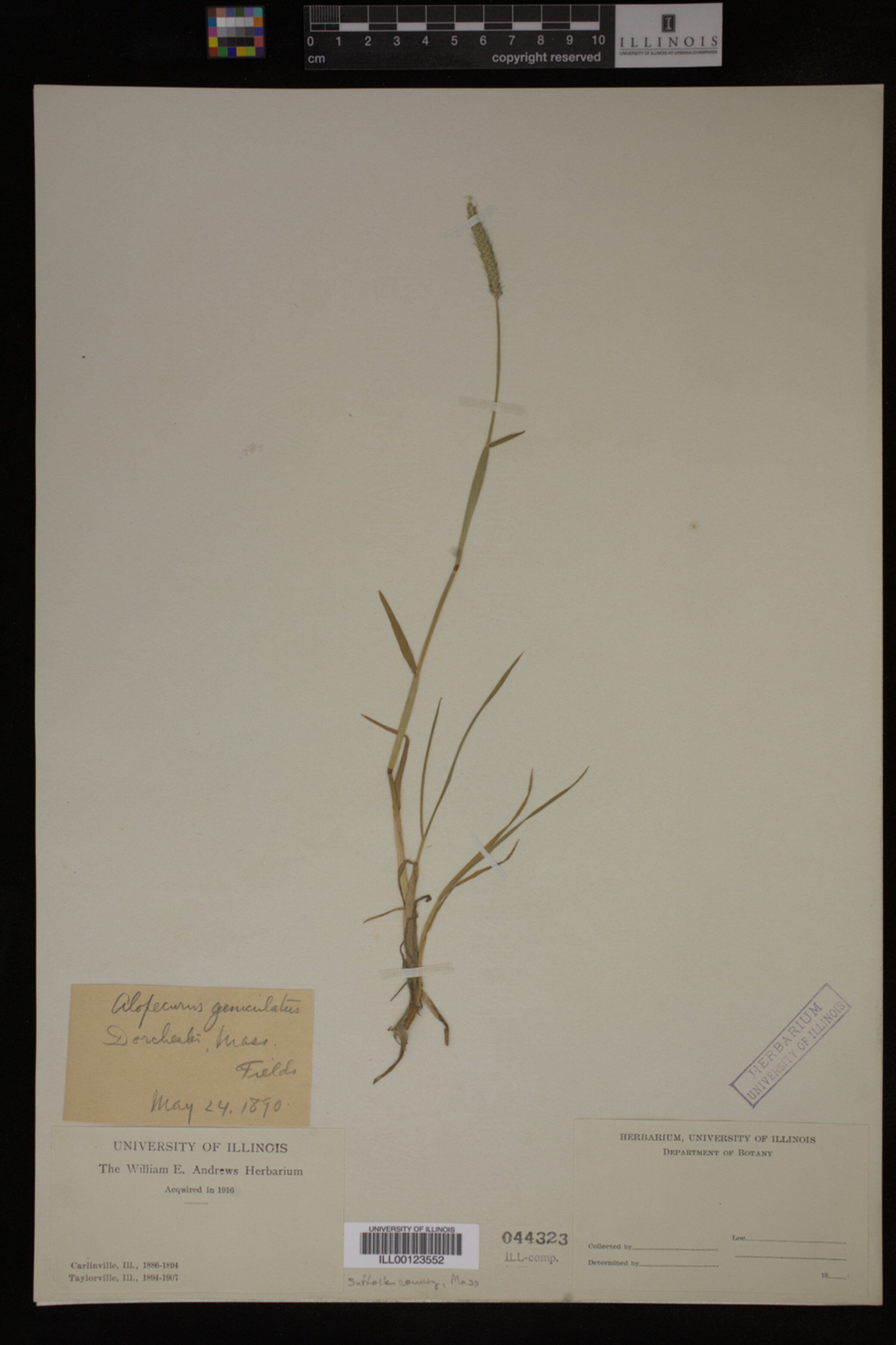 Alopecurus image
