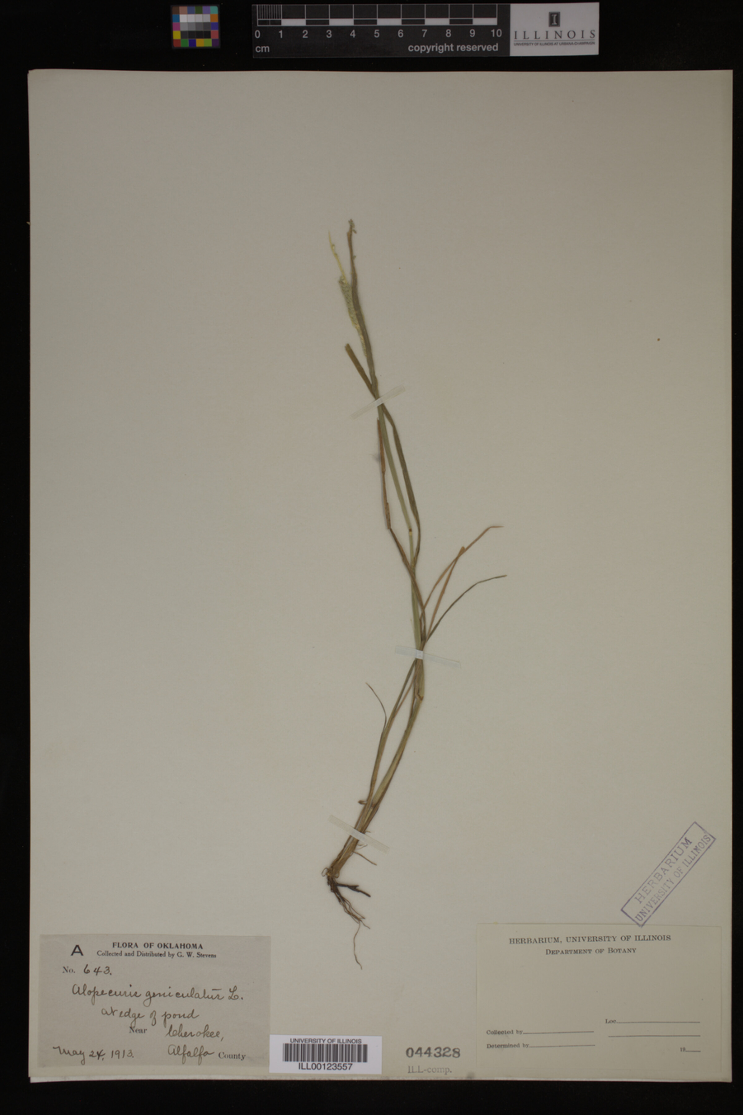 Alopecurus geniculatus image