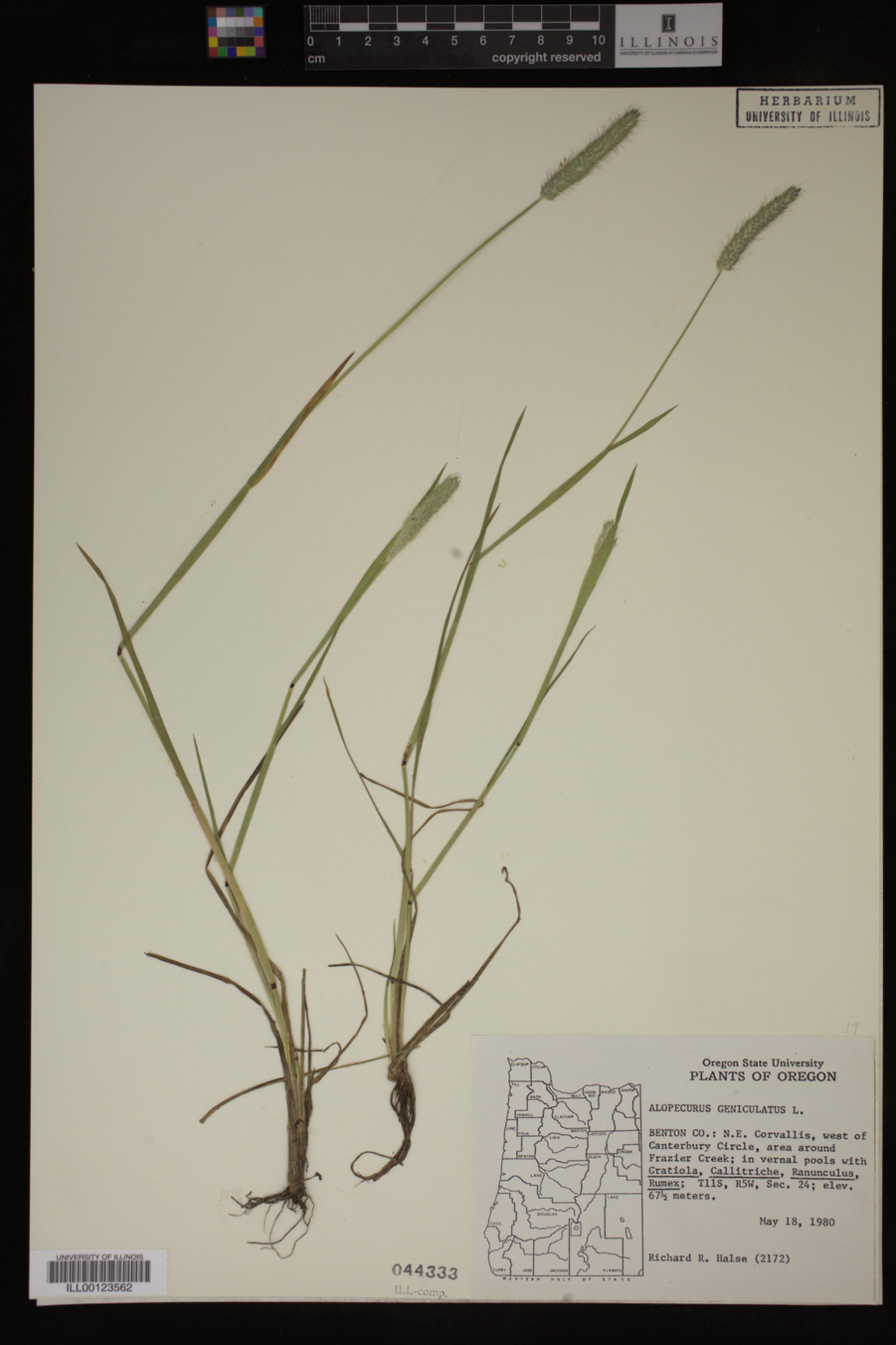 Alopecurus geniculatus image