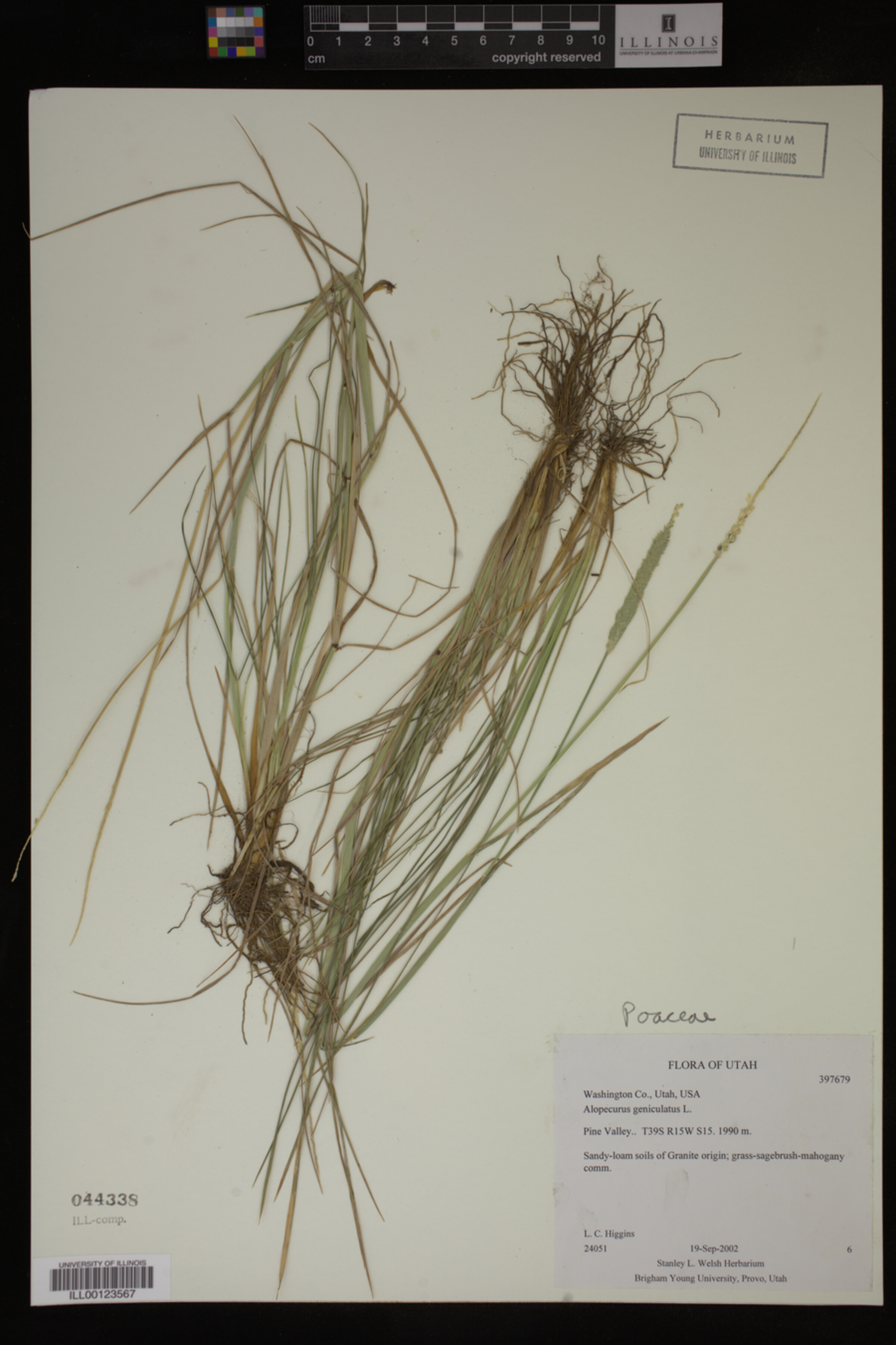 Alopecurus geniculatus image