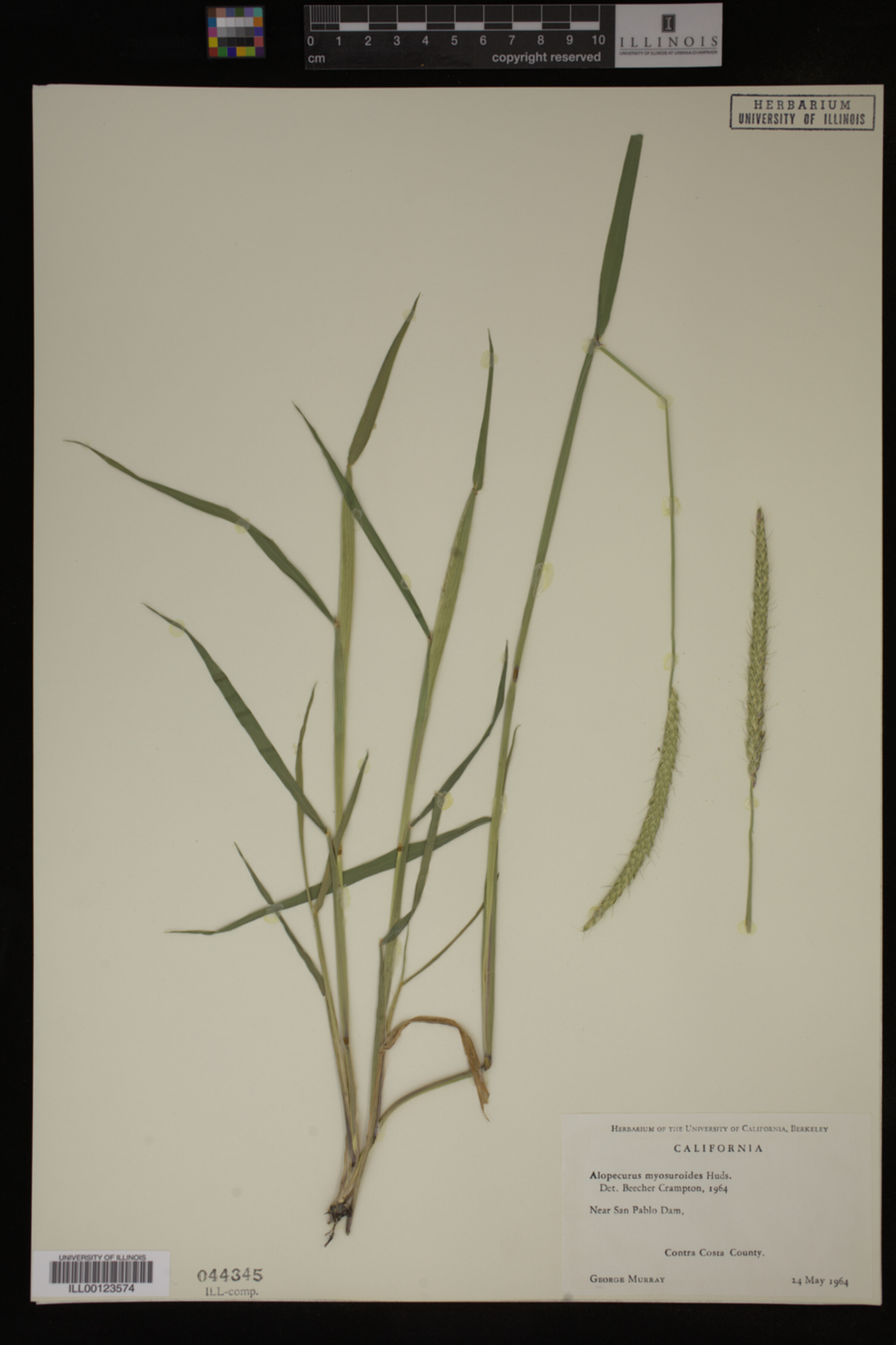 Alopecurus myosuroides image