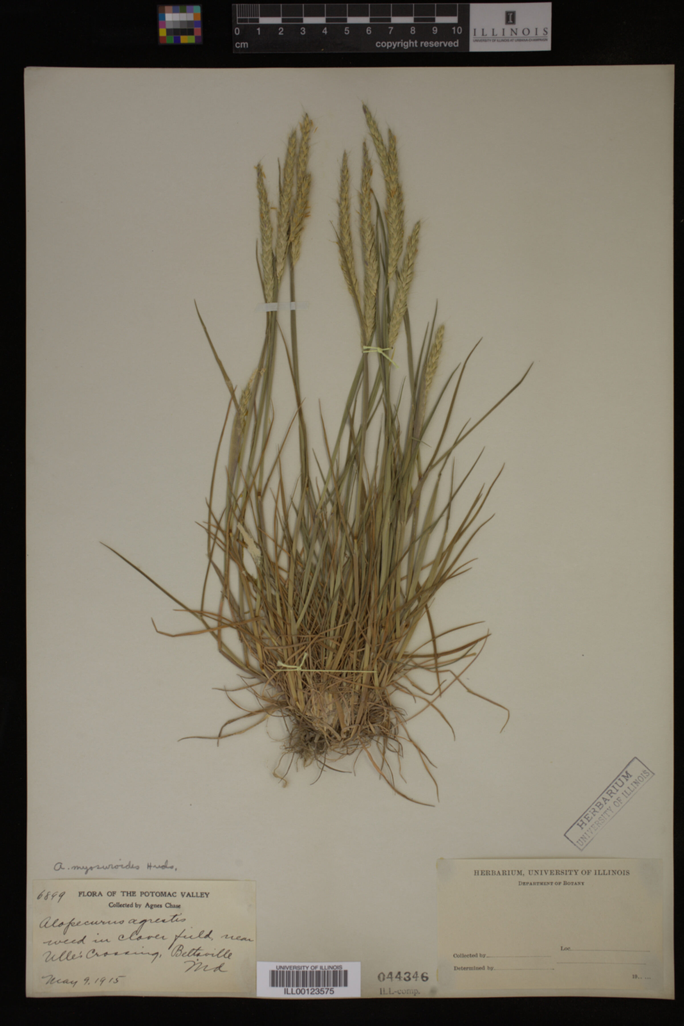 Alopecurus myosuroides image