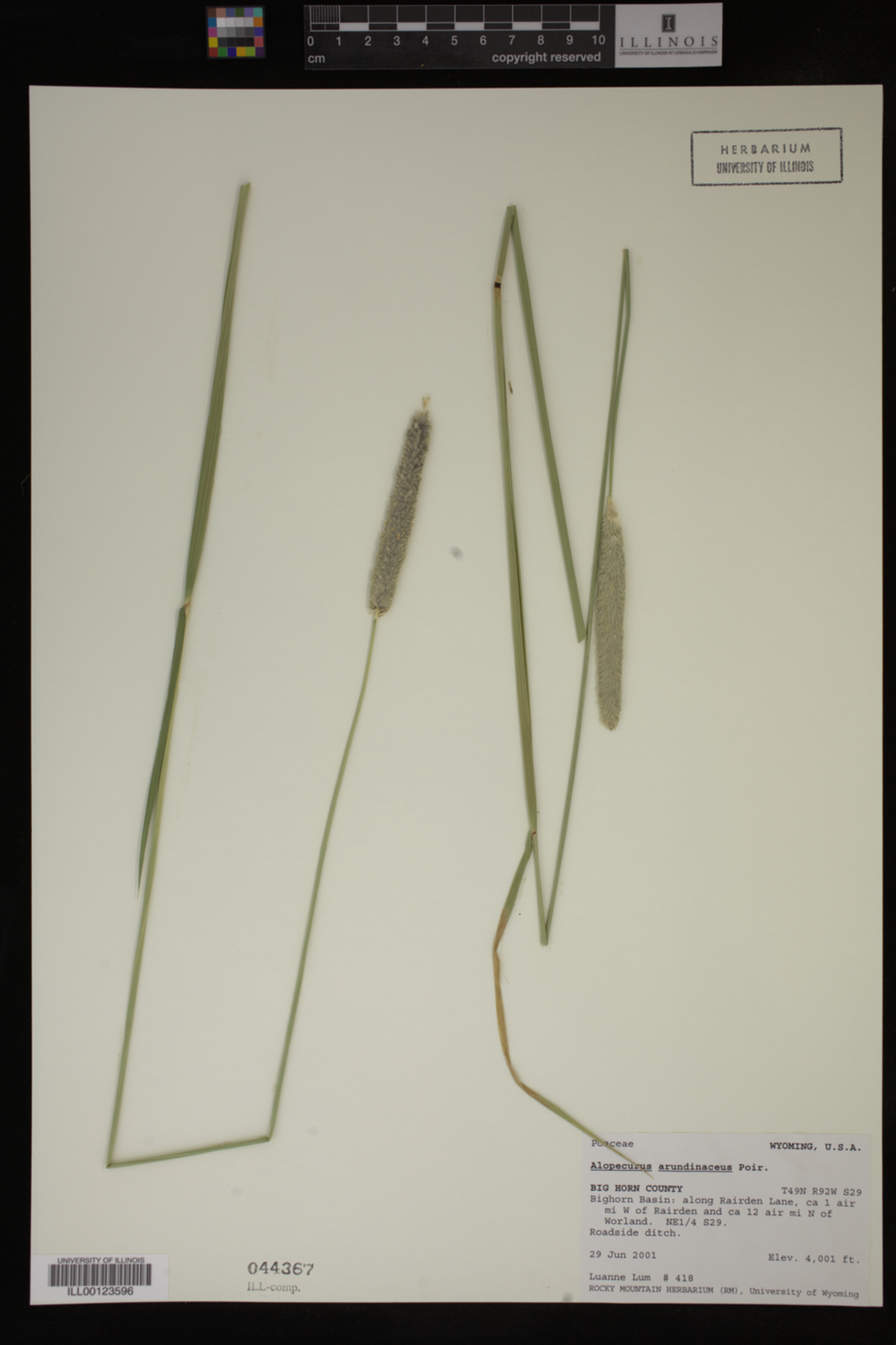 Alopecurus arundinaceus image