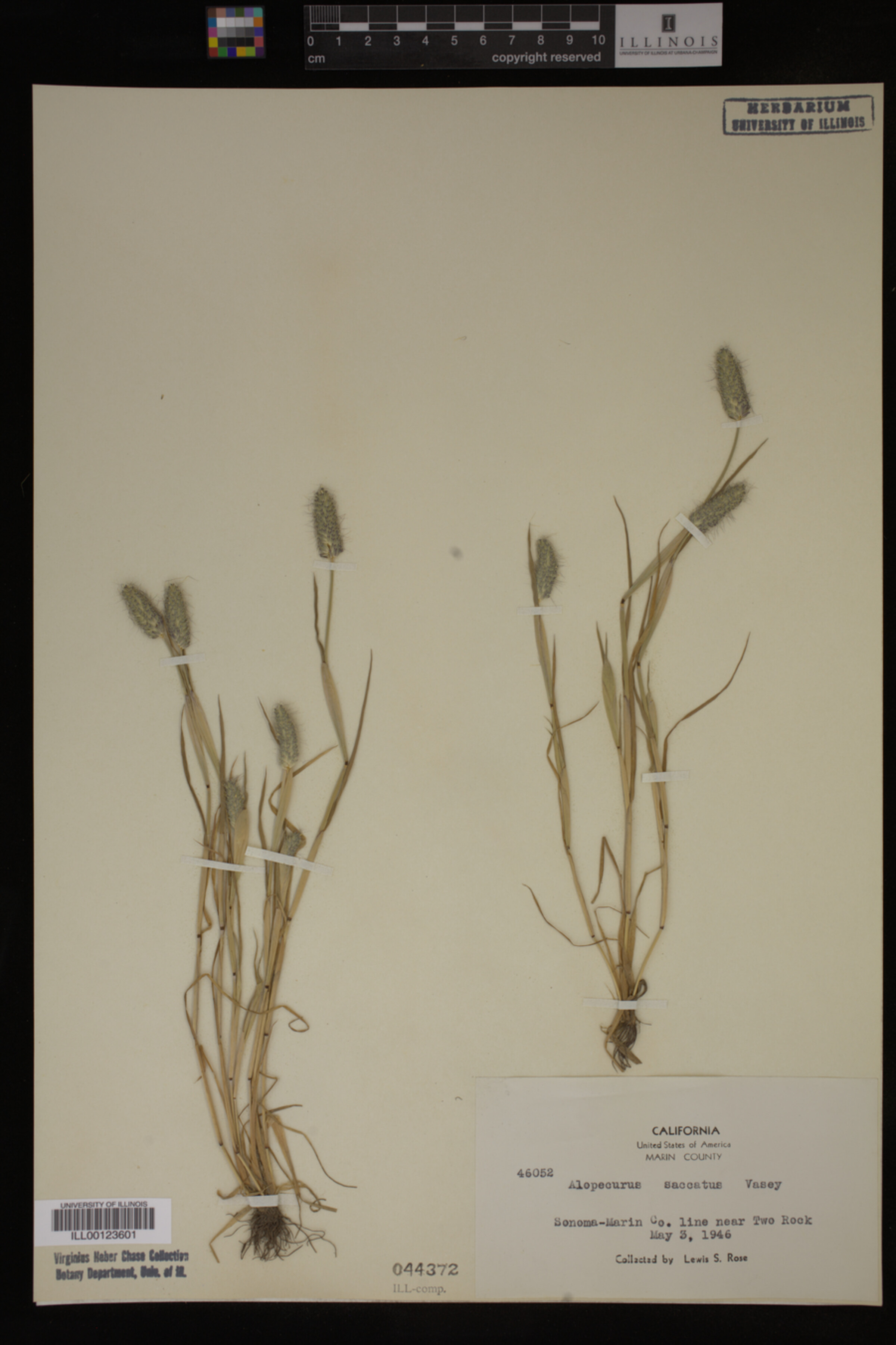 Alopecurus saccatus image