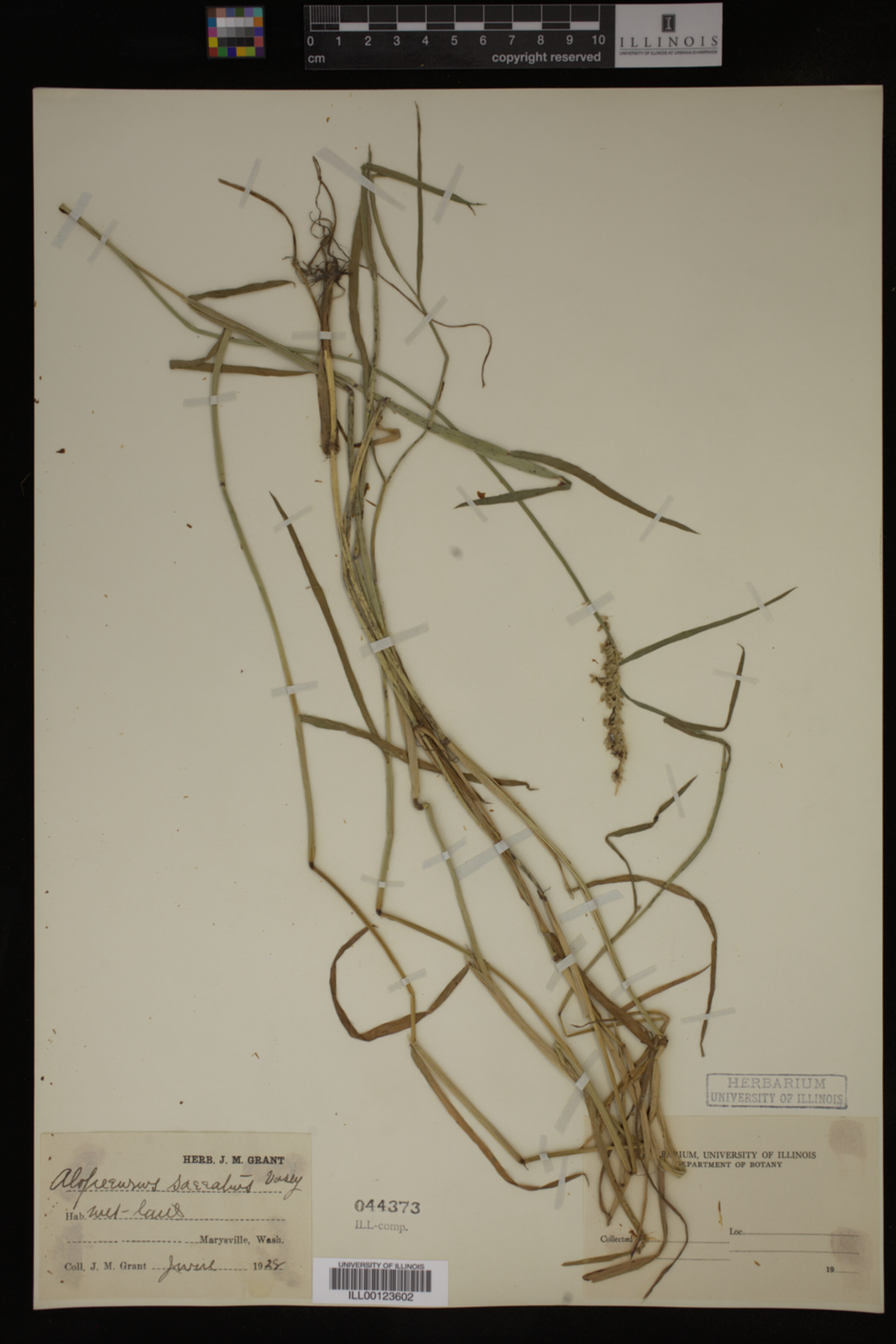 Alopecurus saccatus image