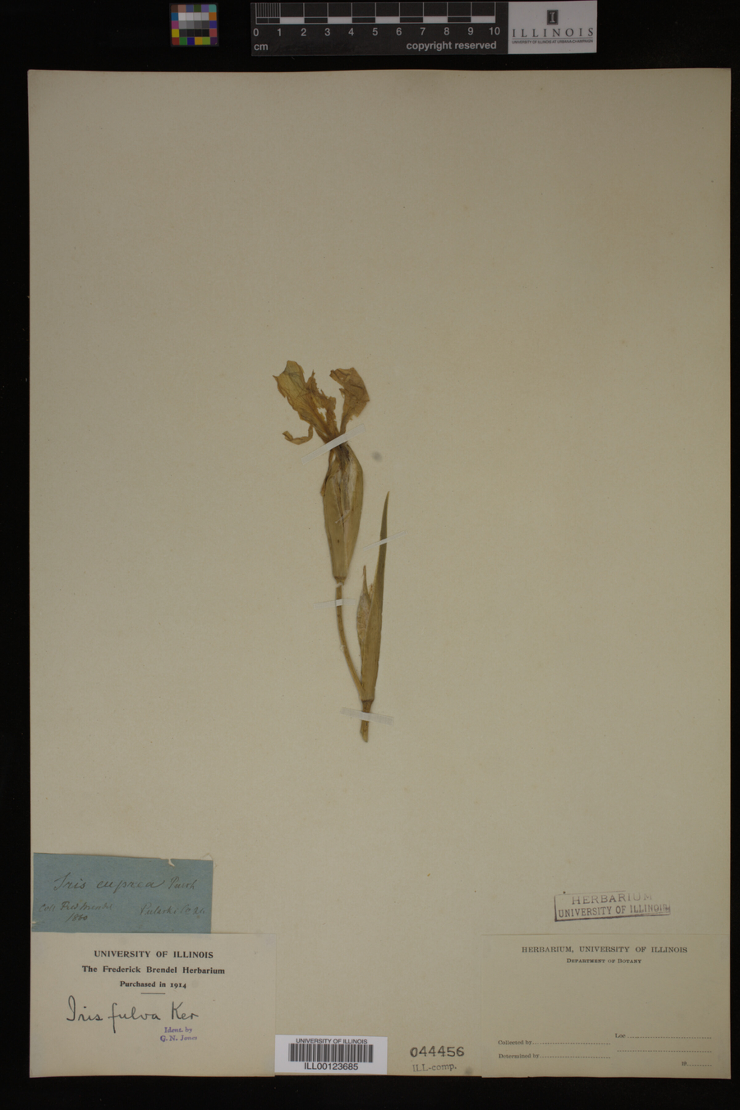 Iris fulva image
