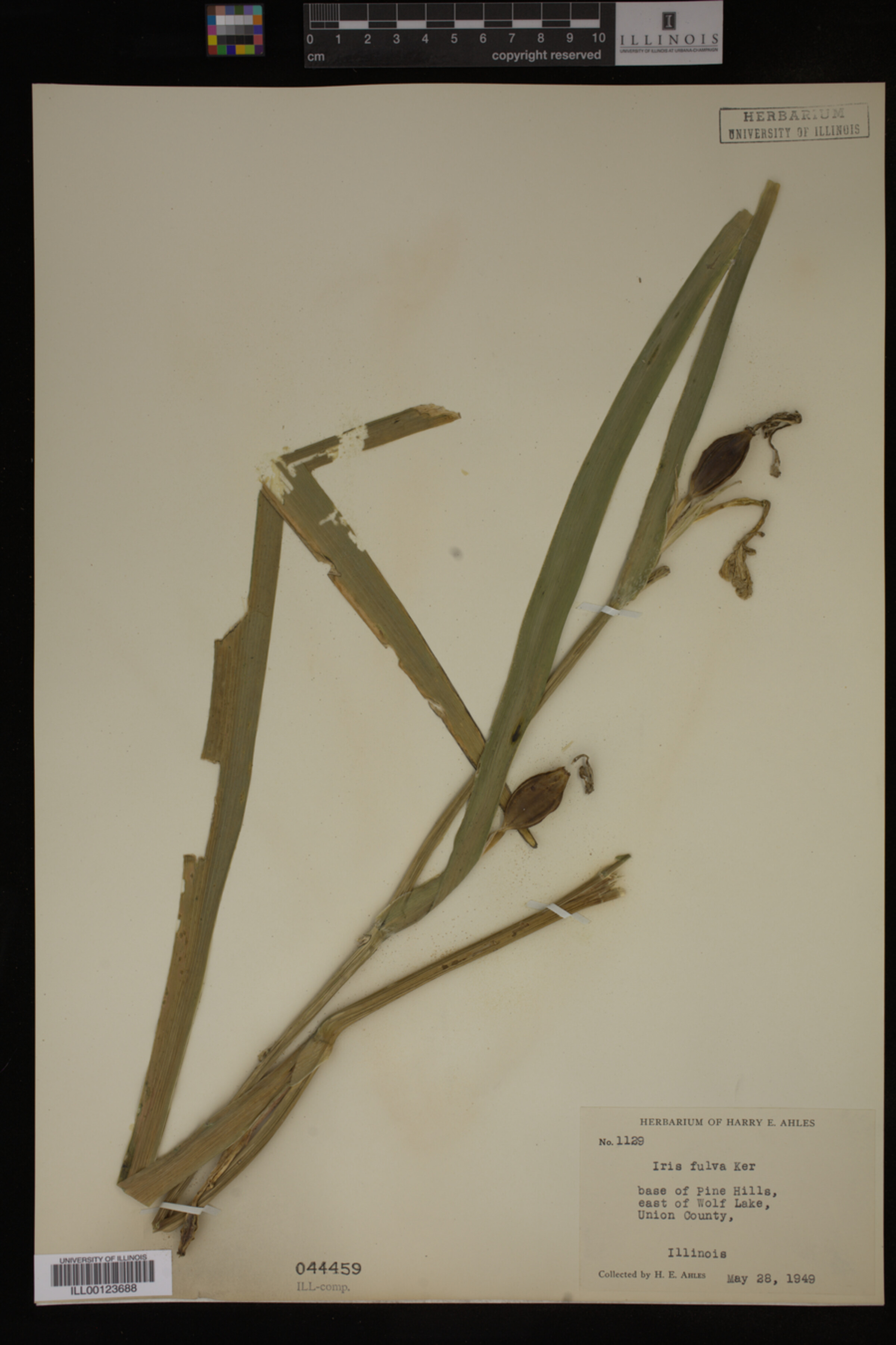Iris image