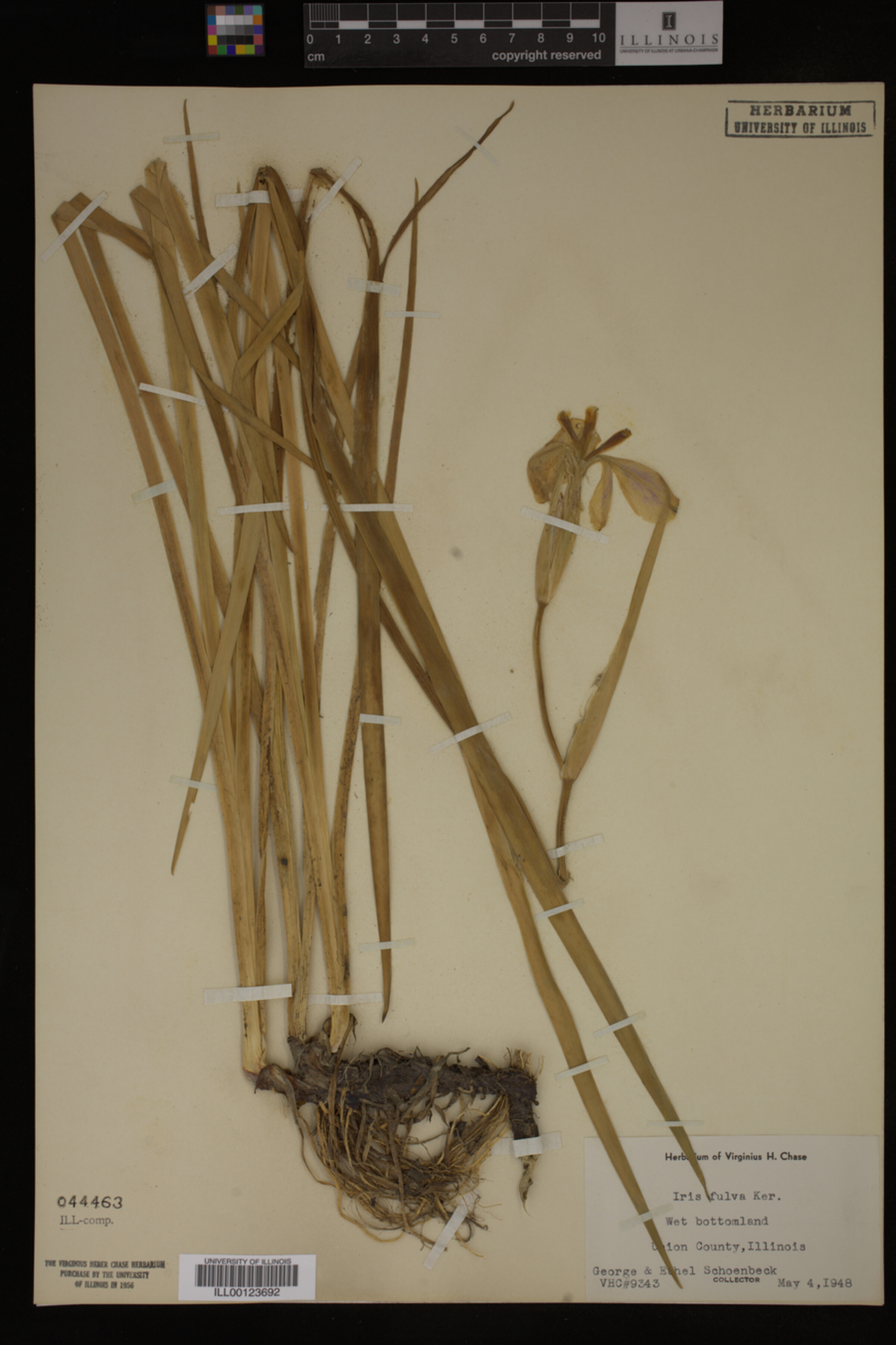 Iris image