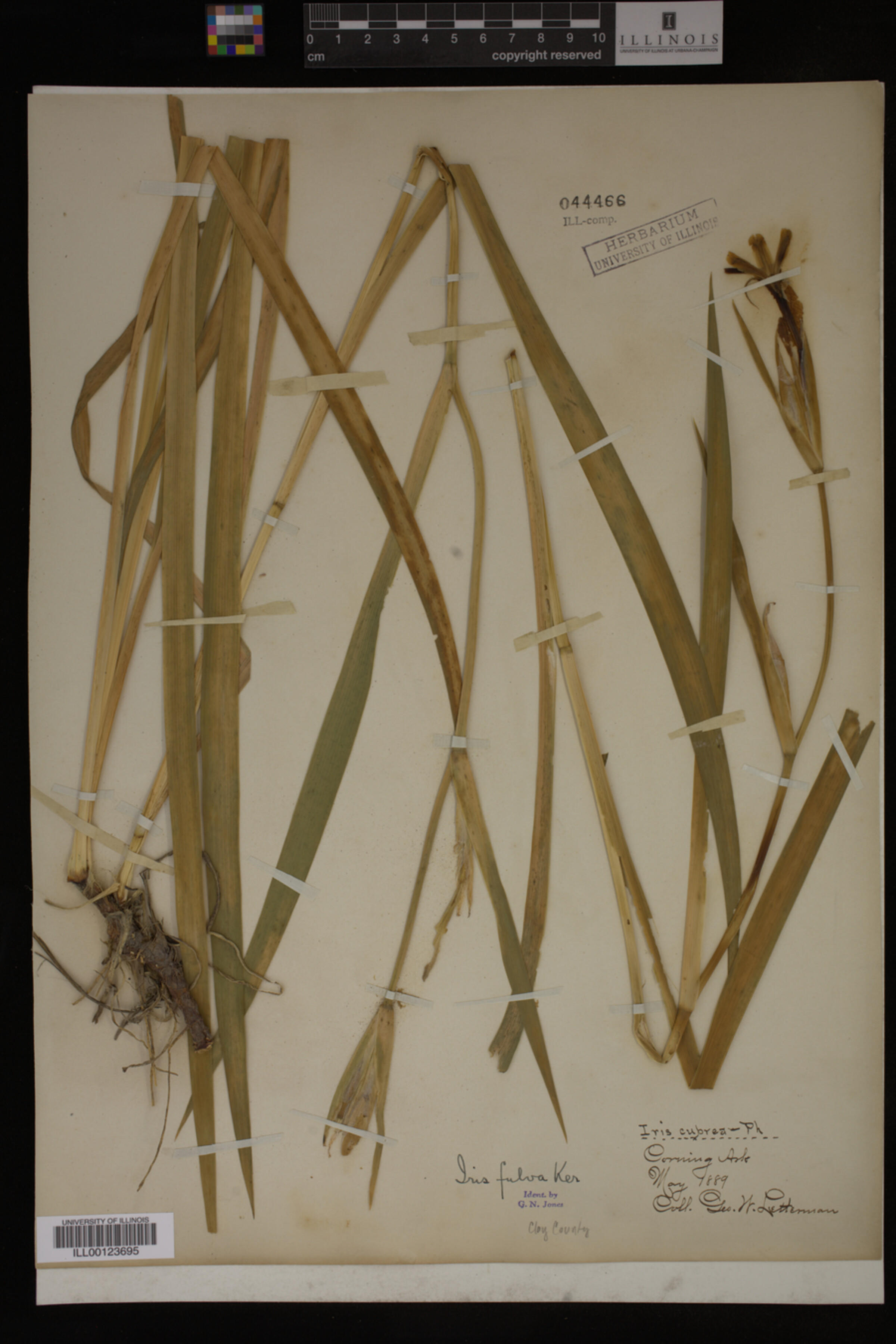 Iridaceae image
