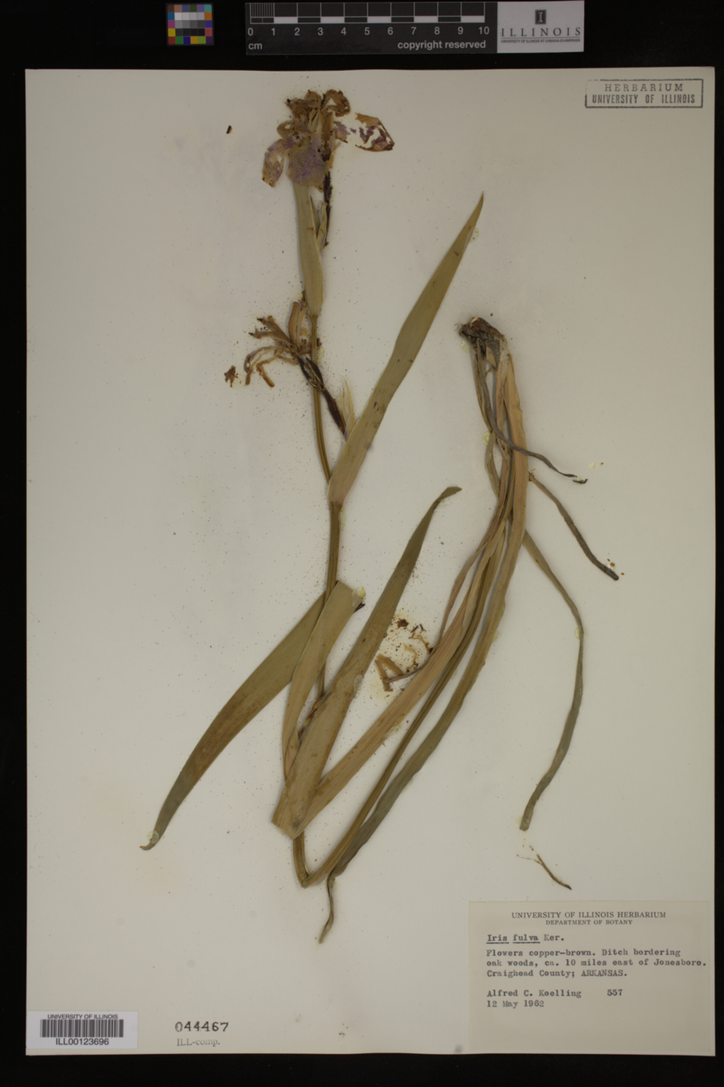 Iridaceae image
