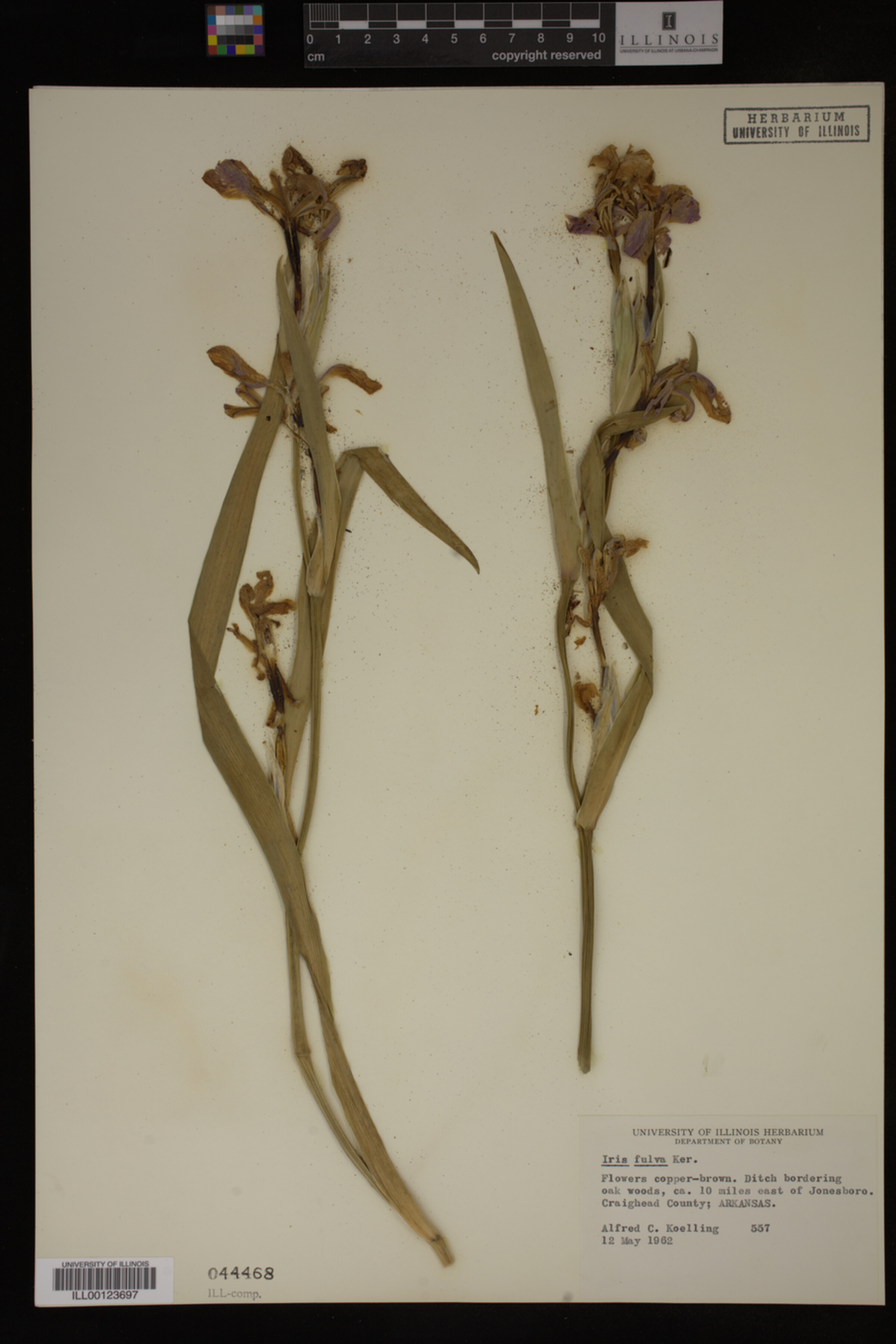 Iris fulva image