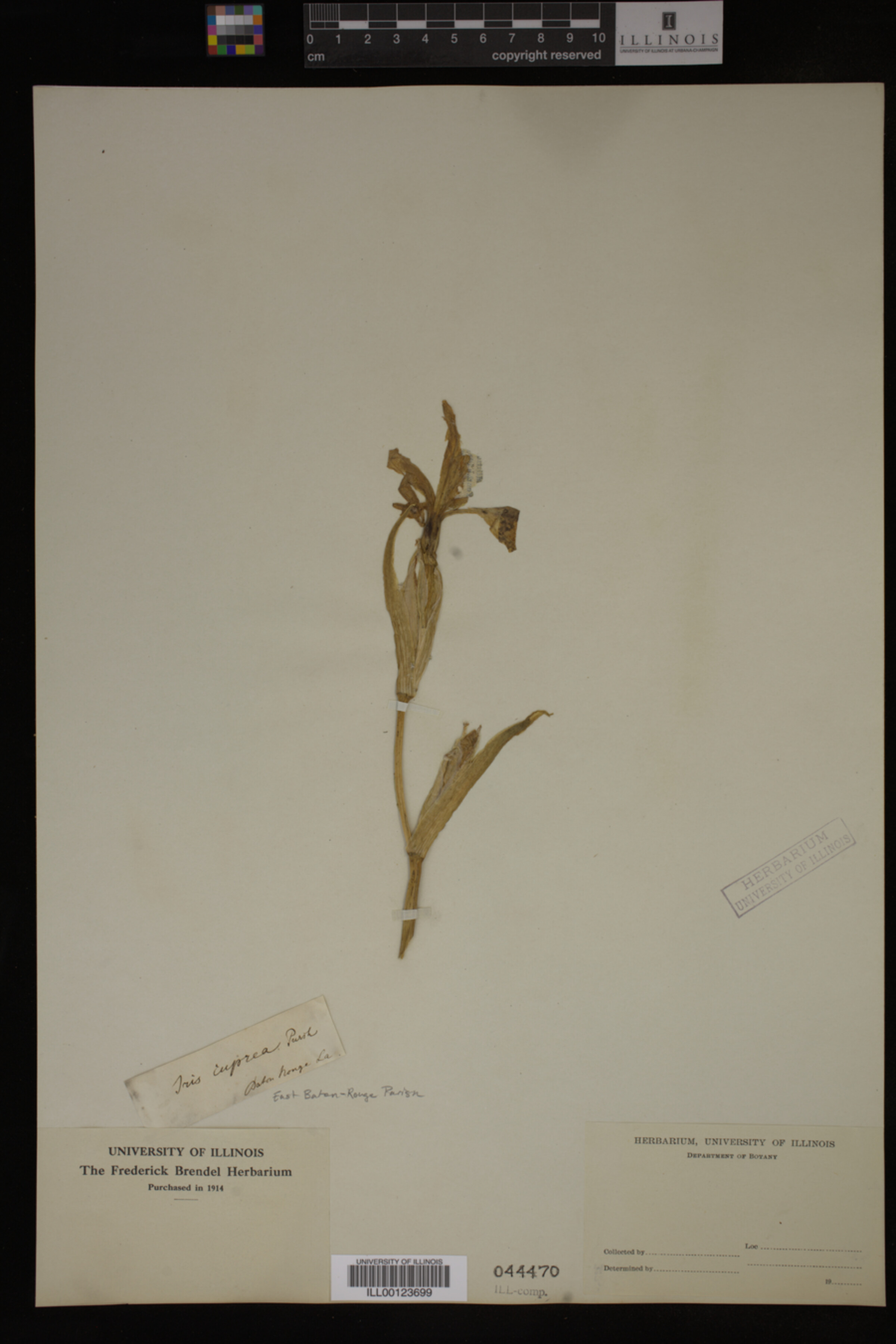 Iridaceae image