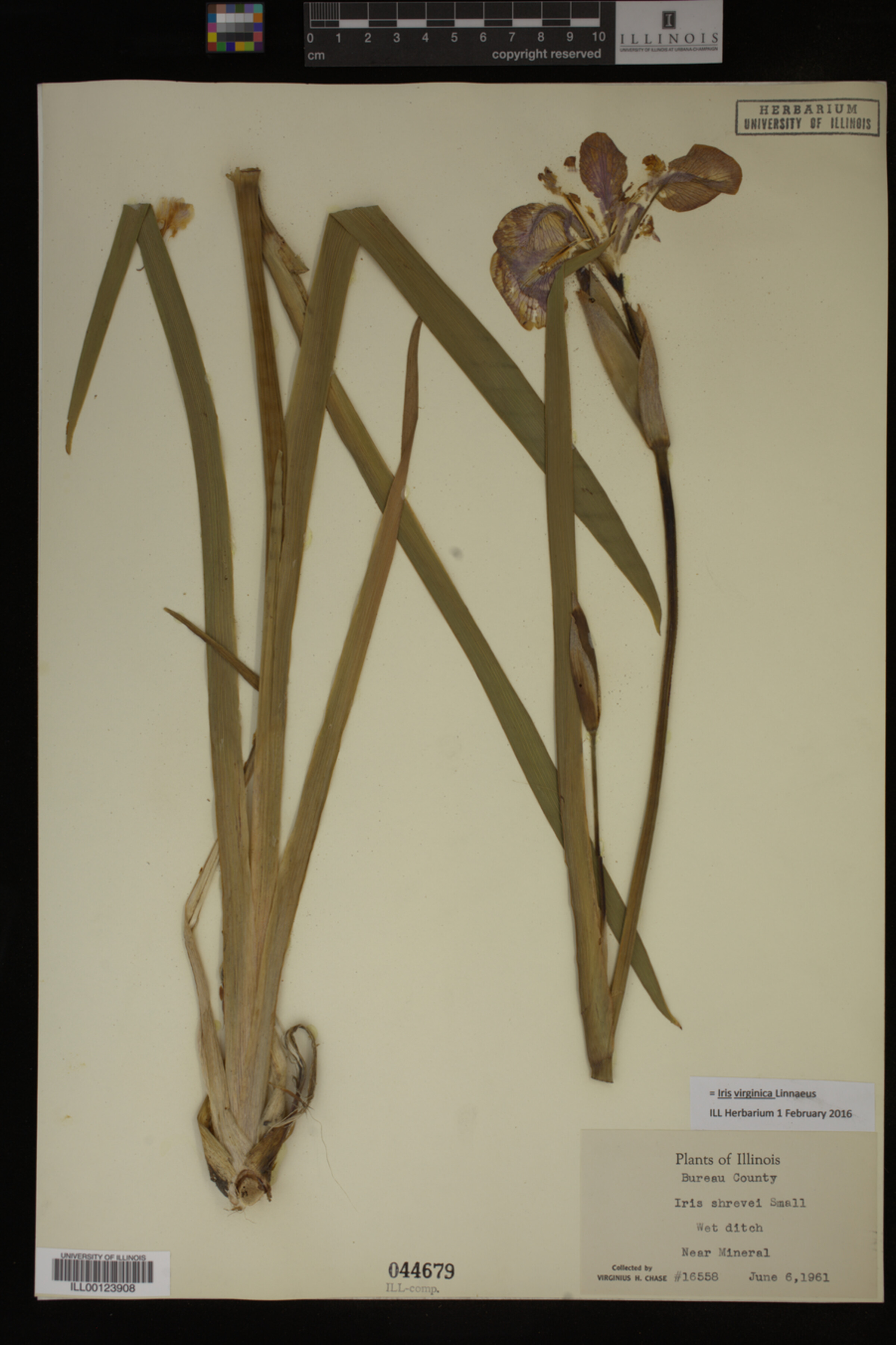 Iridaceae image