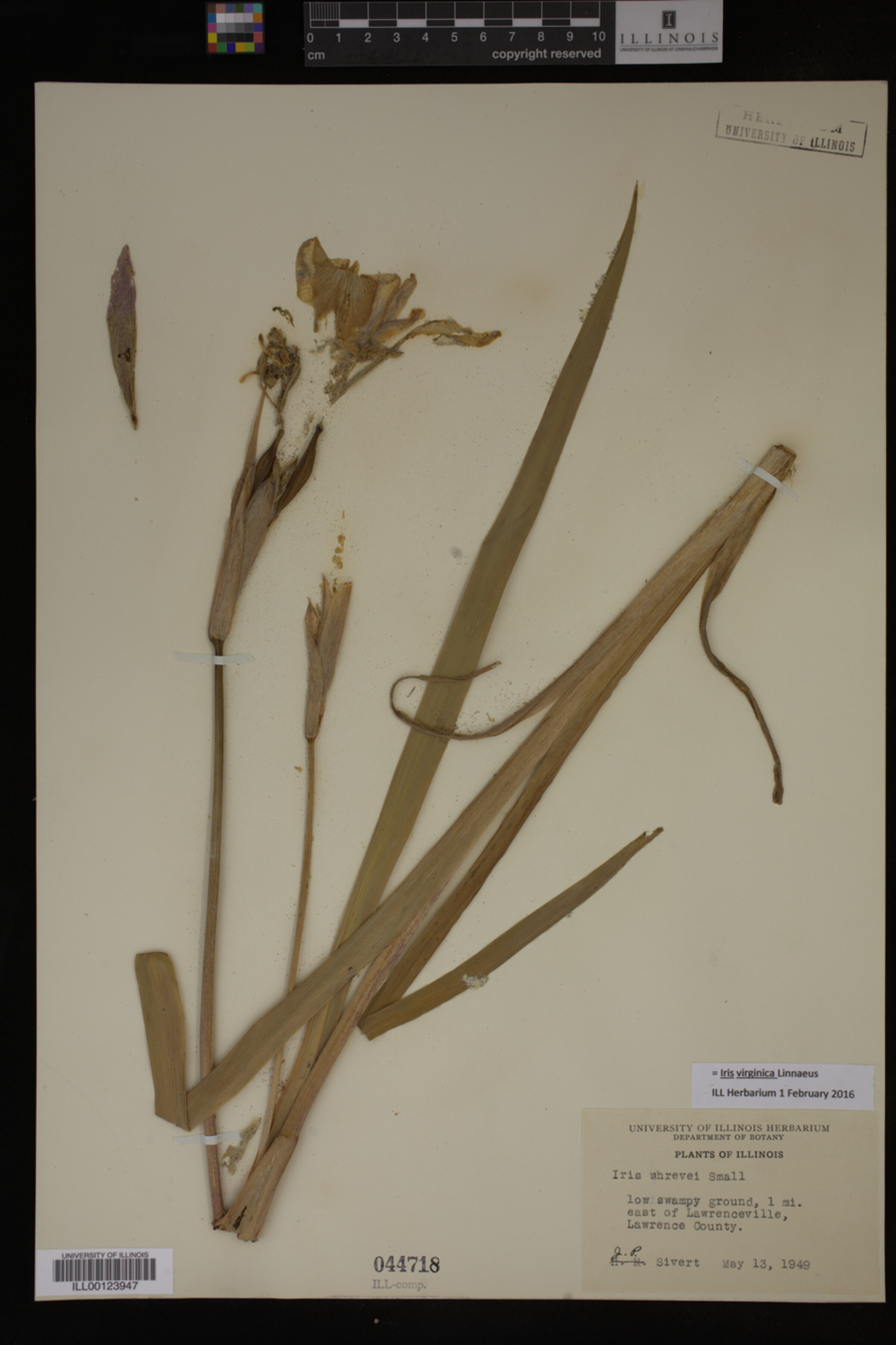 Iridaceae image