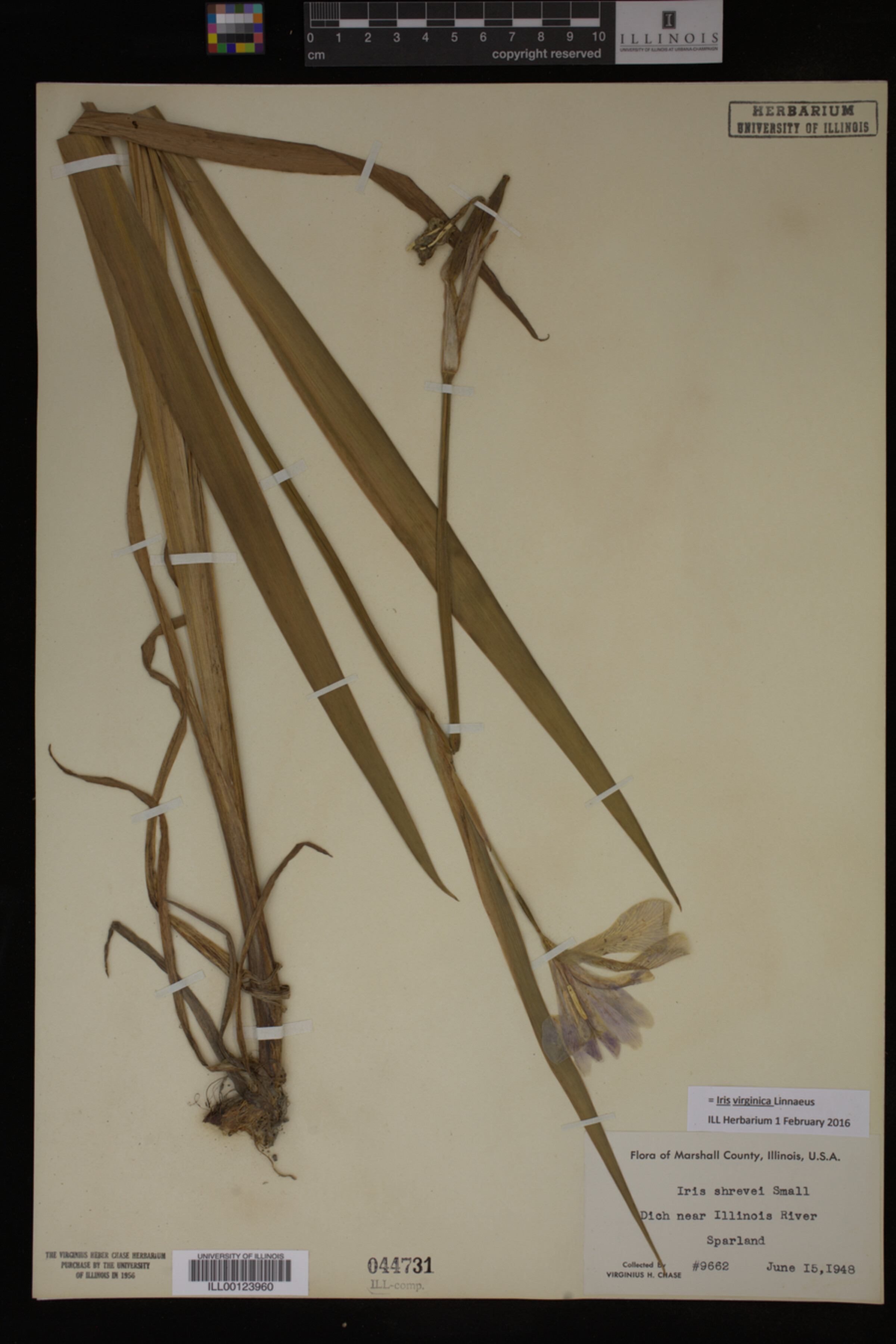 Iris virginica image