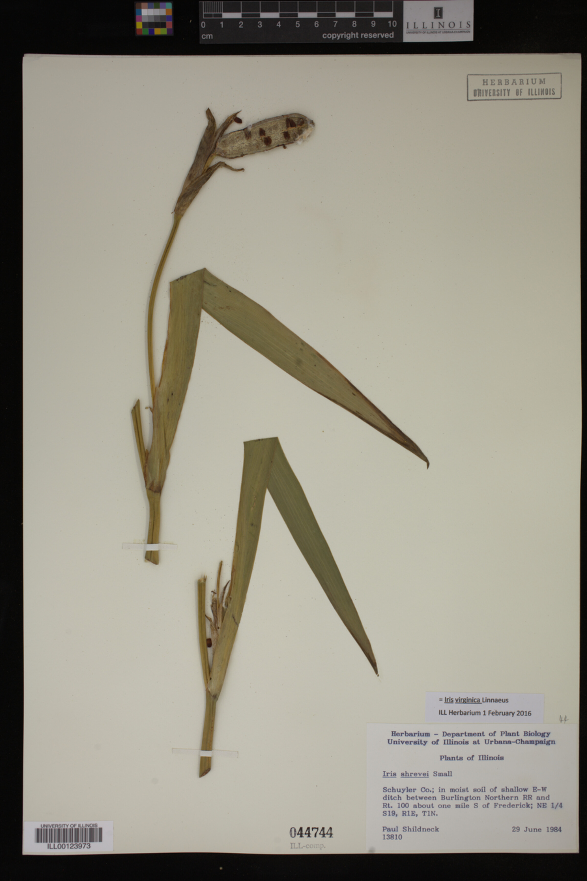 Iris image