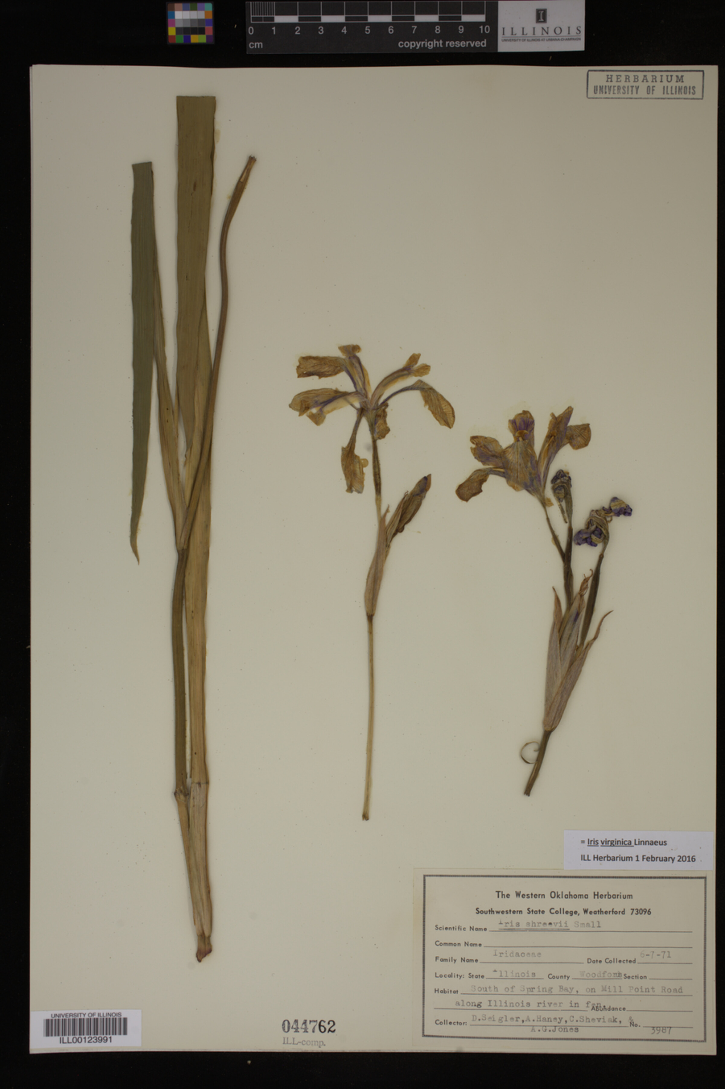 Iris virginica image