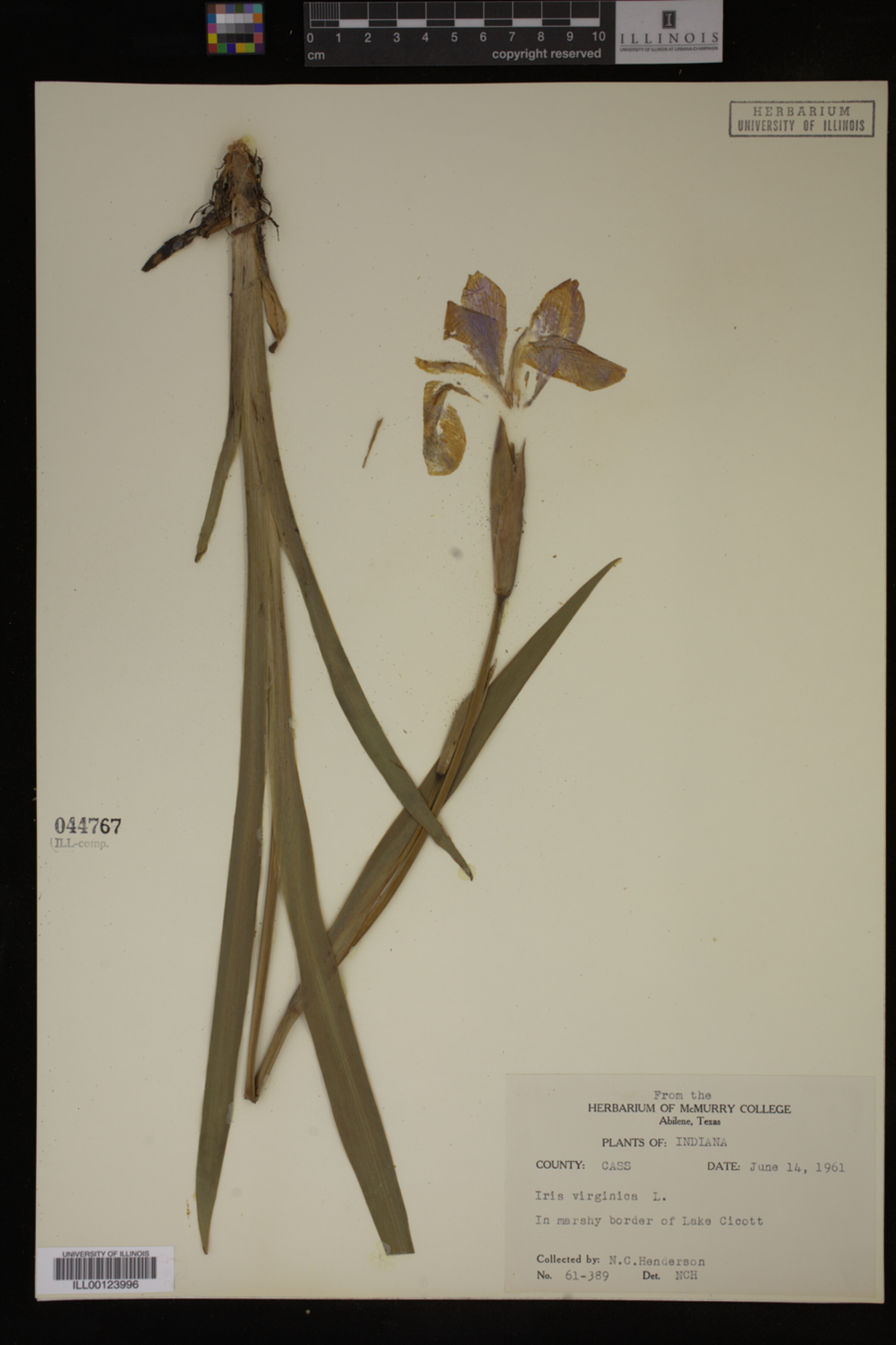 Iridaceae image