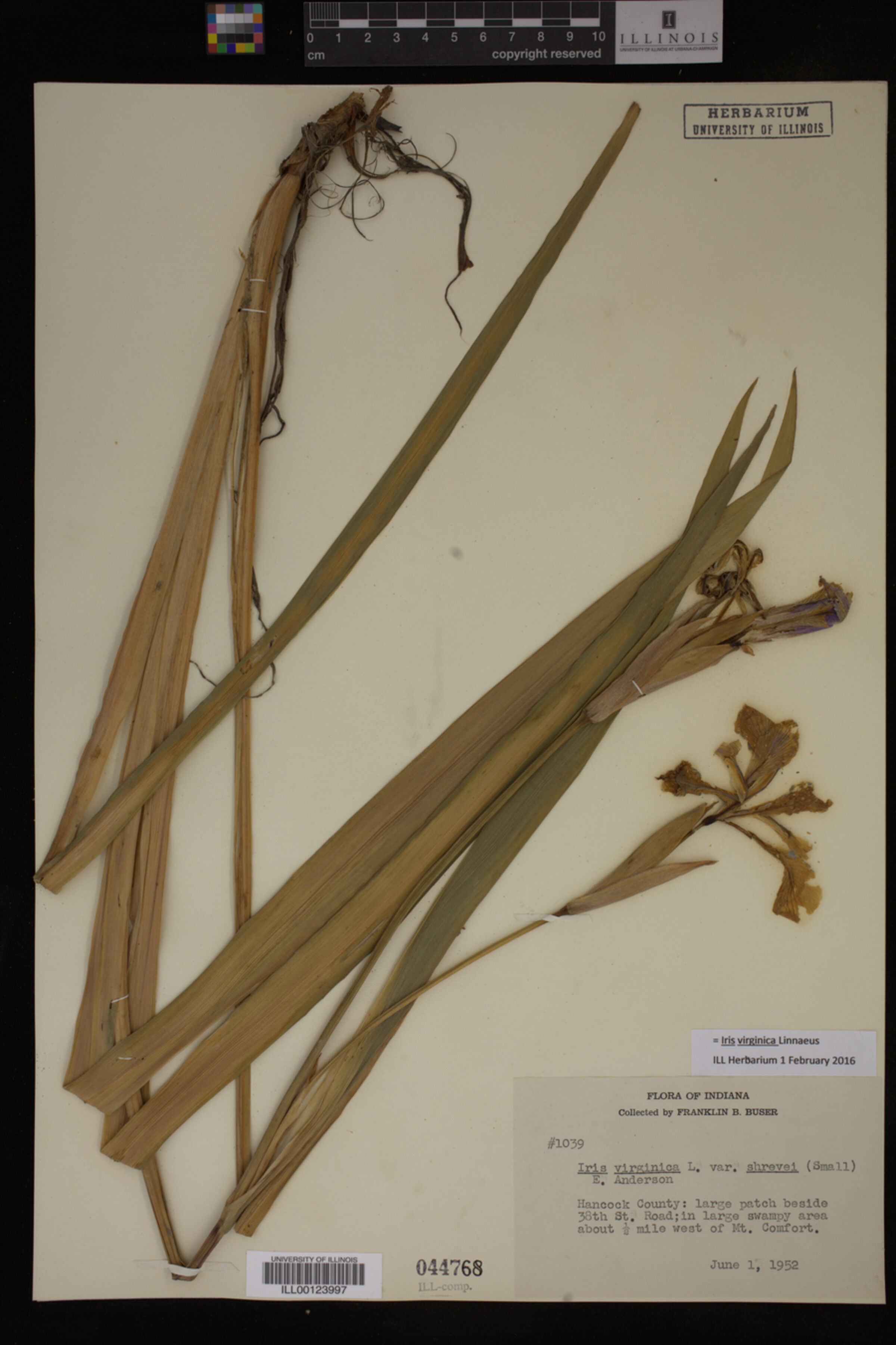 Iridaceae image