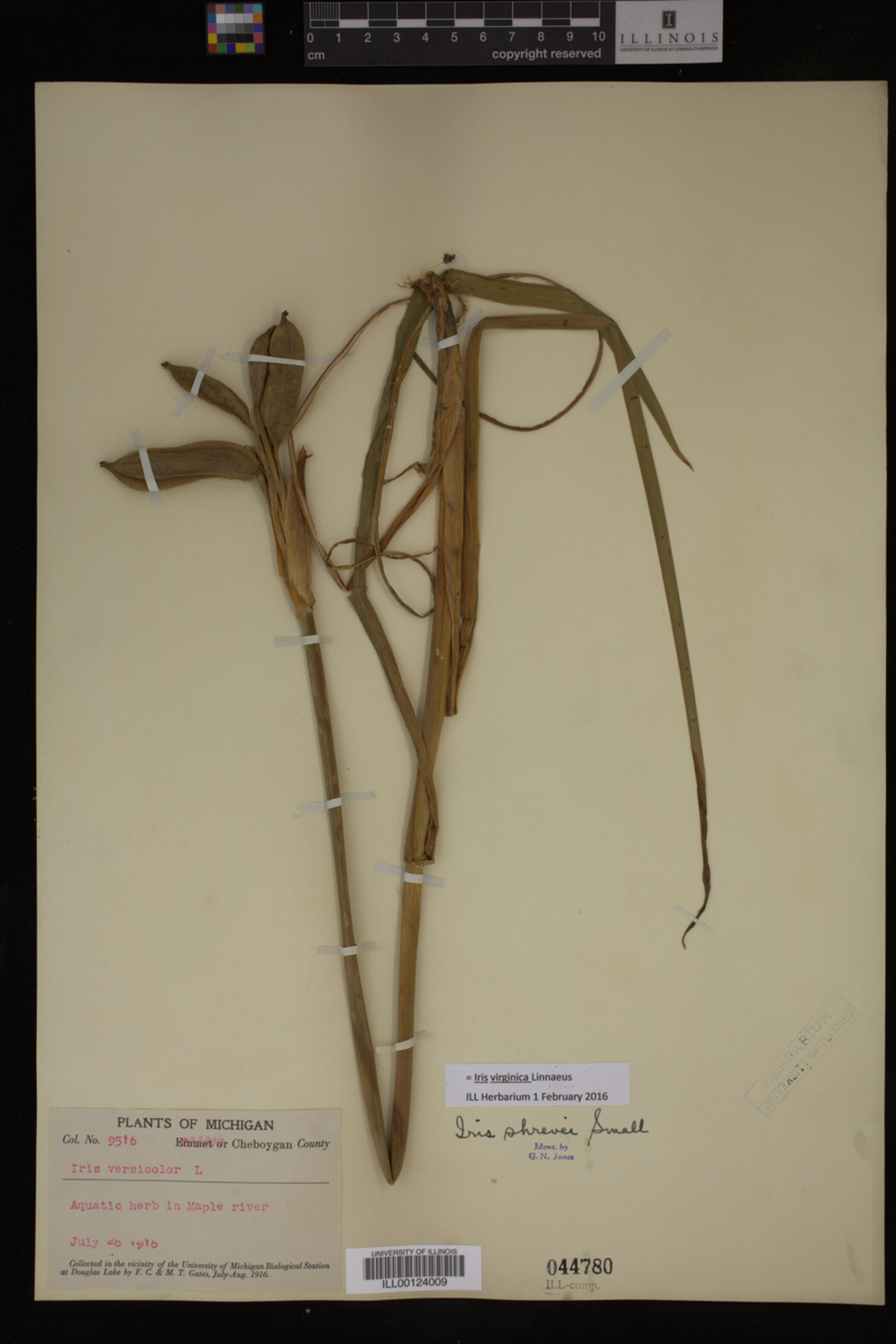 Iridaceae image