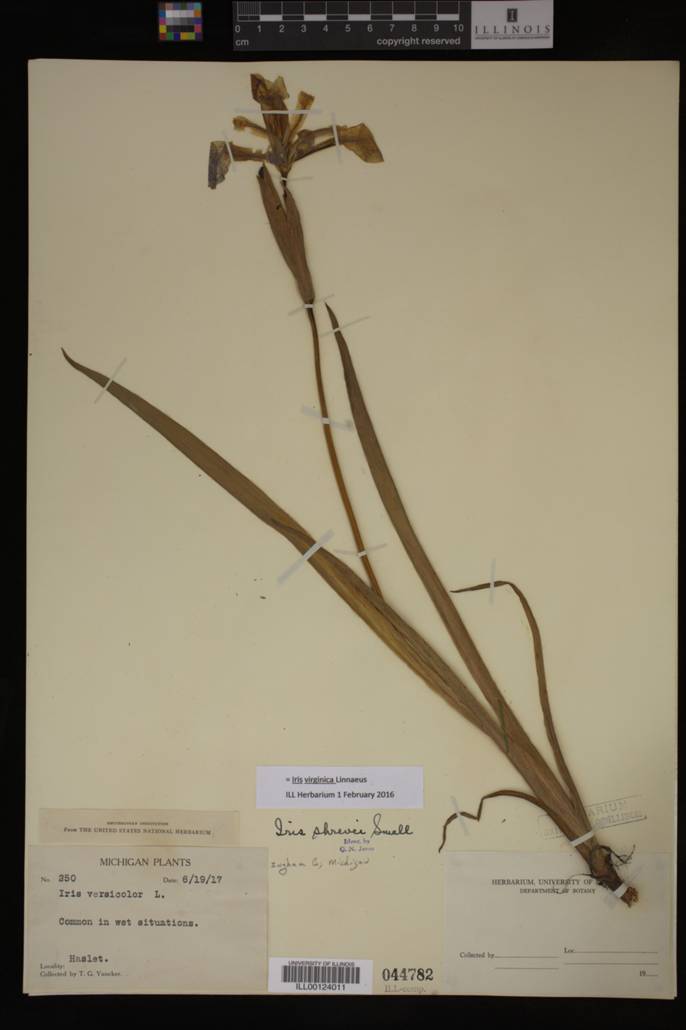Iris virginica image