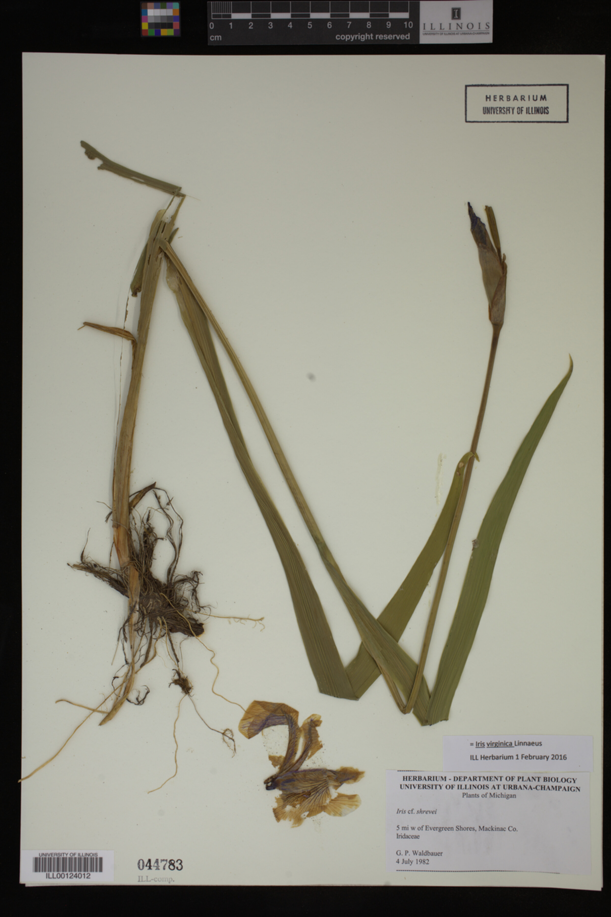 Iris virginica image