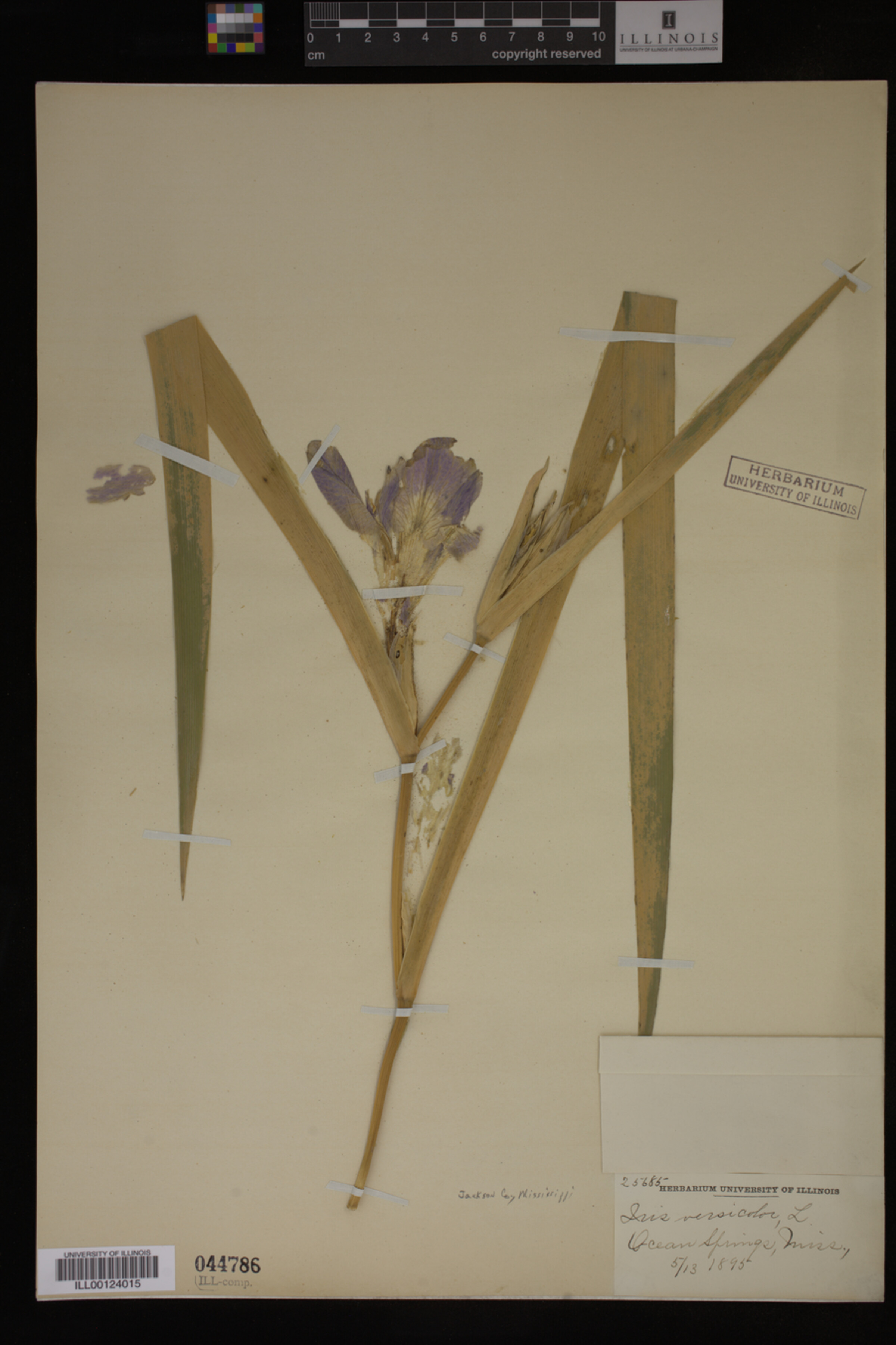 Iridaceae image
