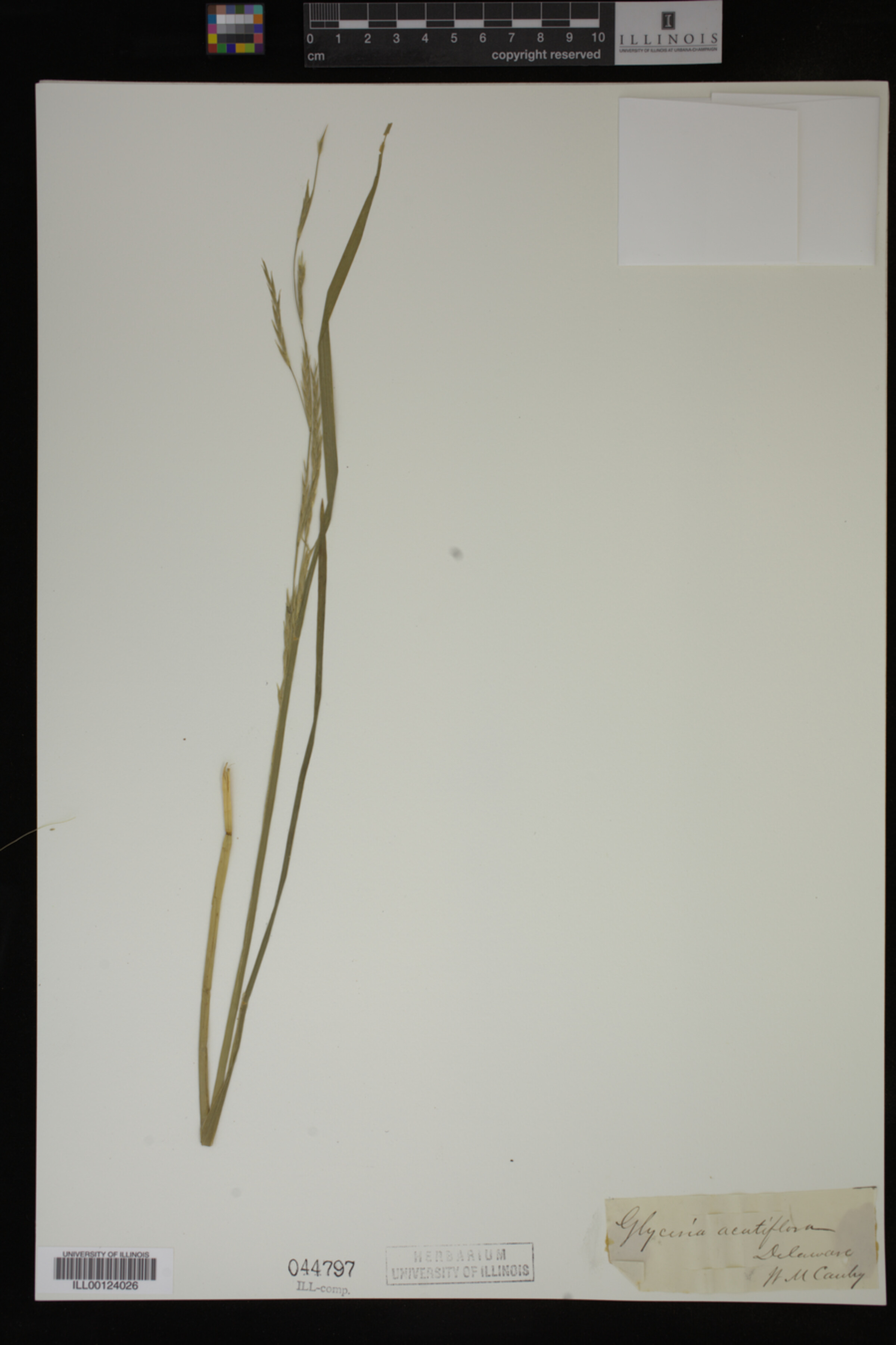 Glyceria acutiflora image