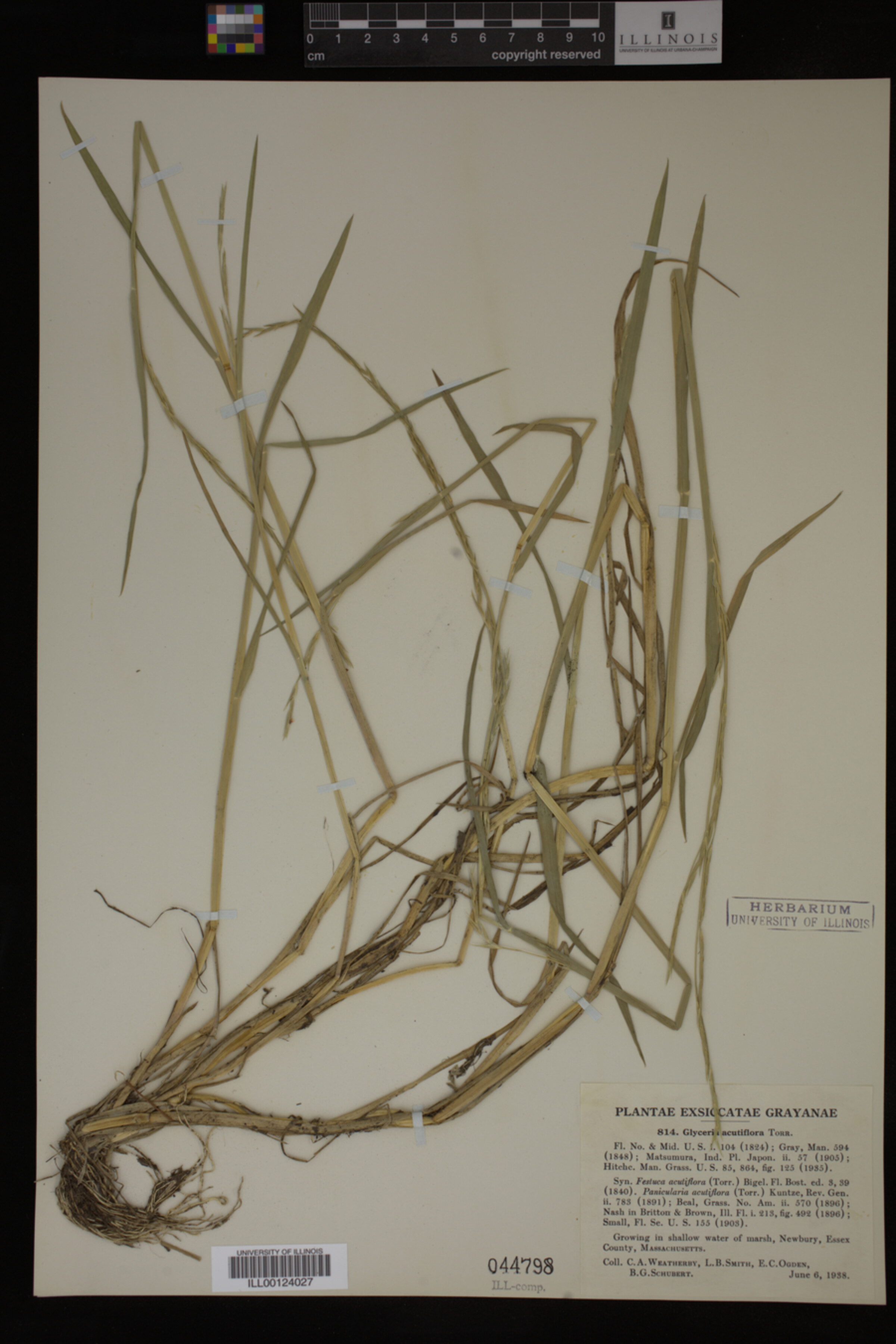 Glyceria acutiflora image