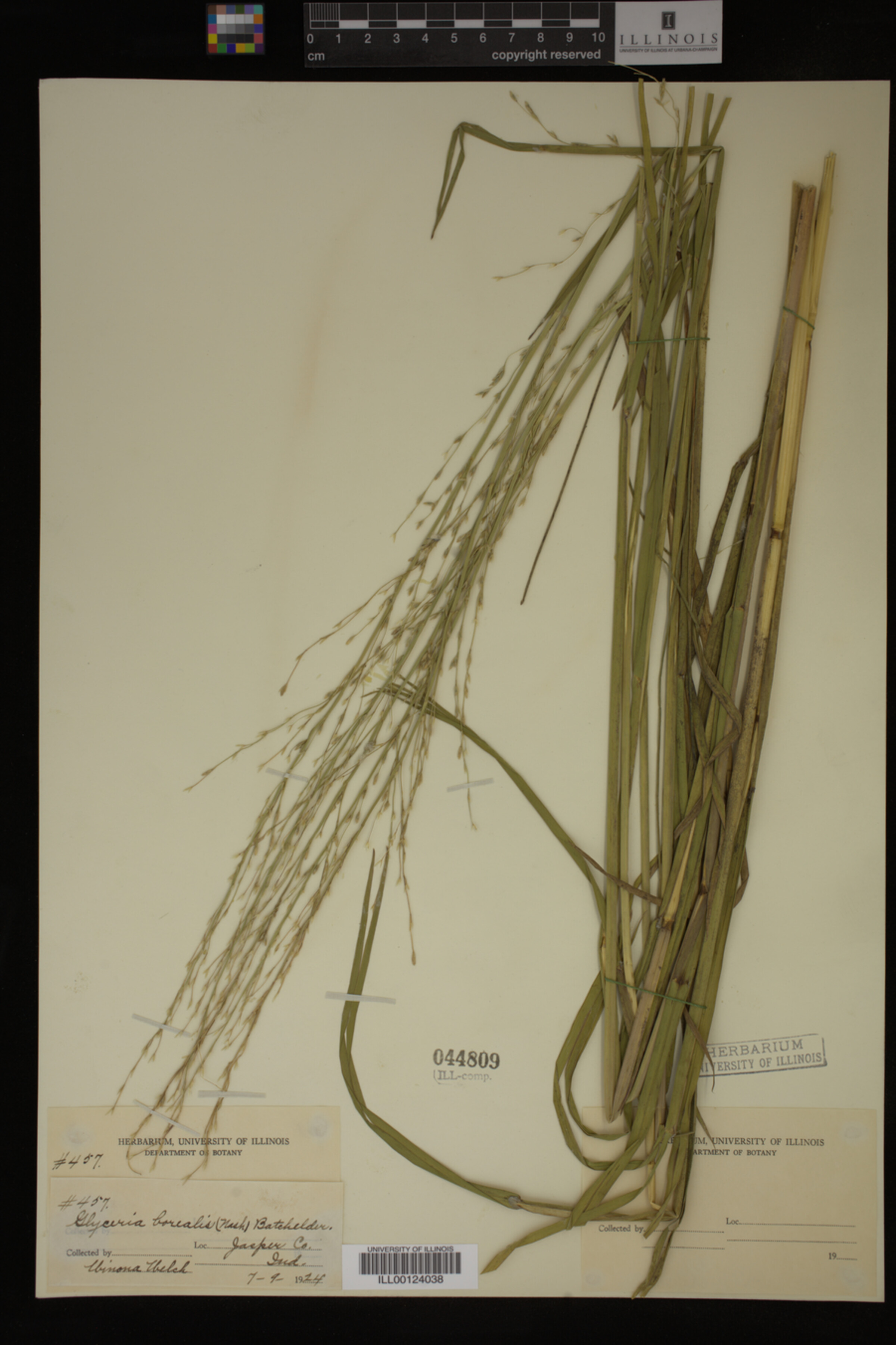 Glyceria borealis image