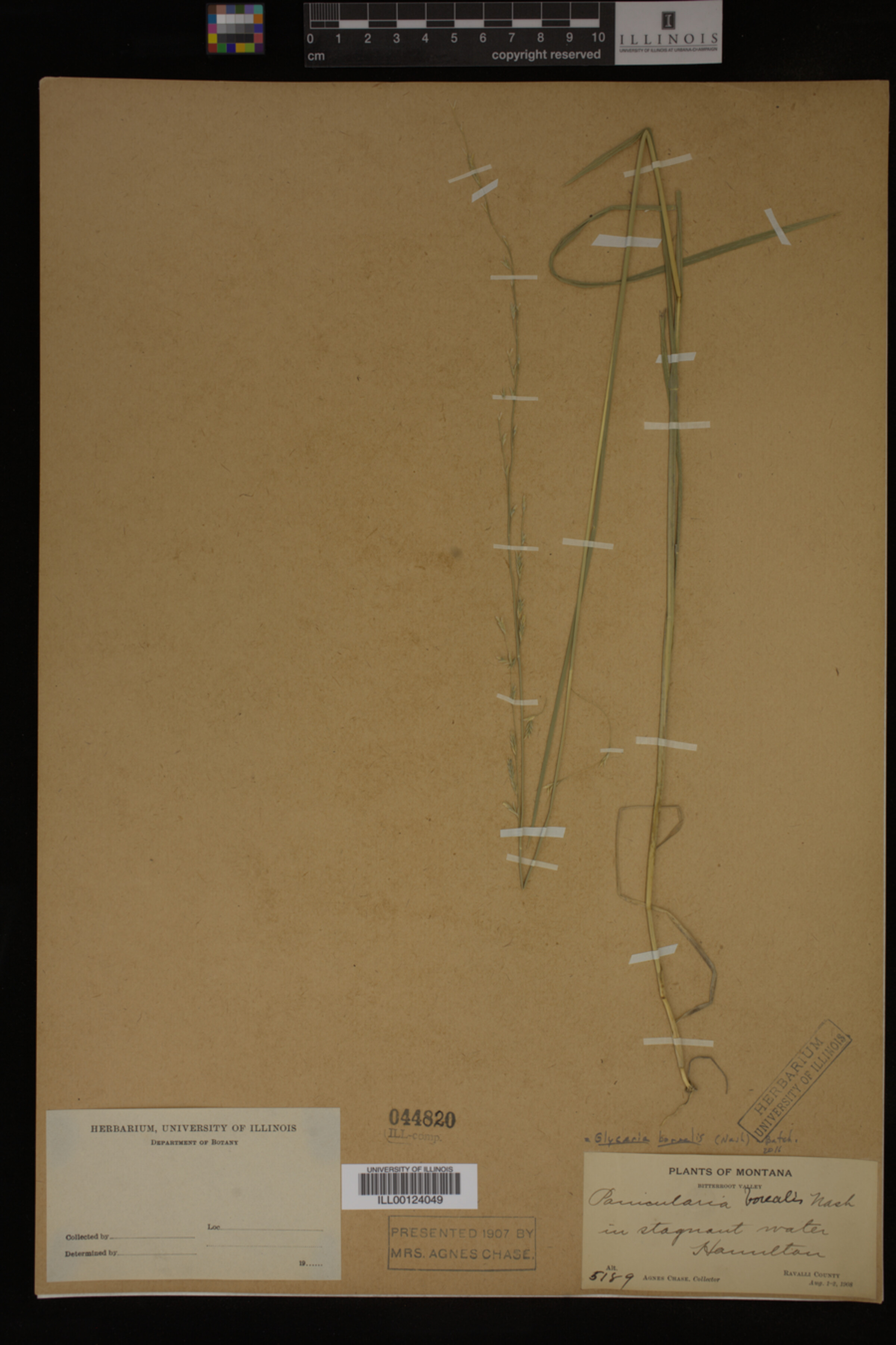Glyceria borealis image