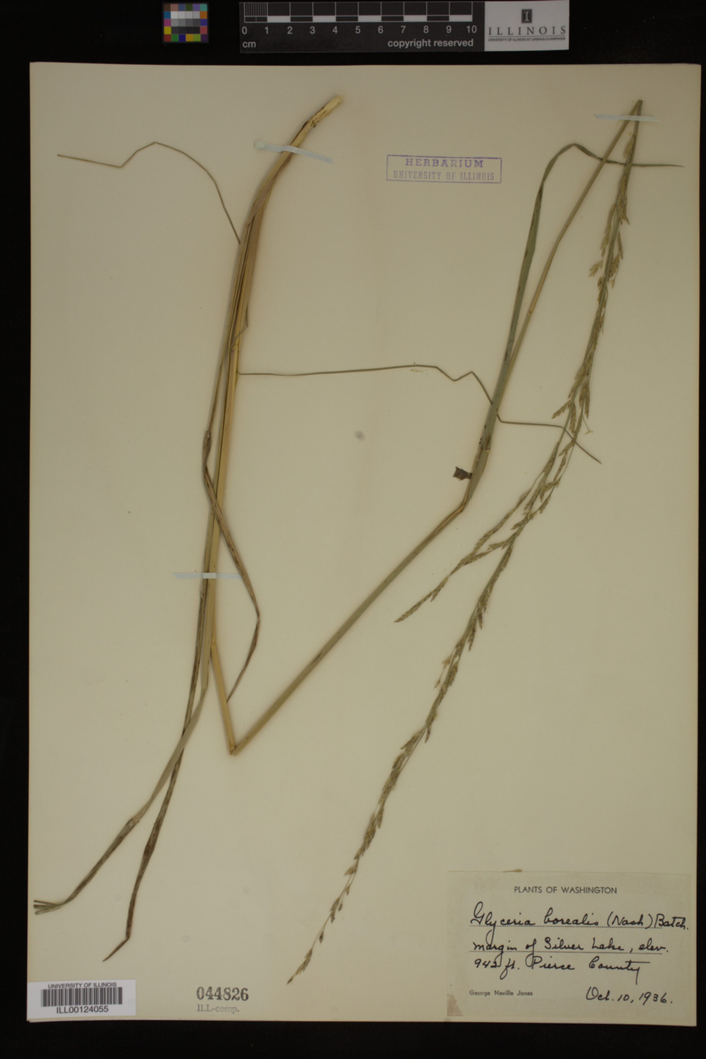 Glyceria borealis image