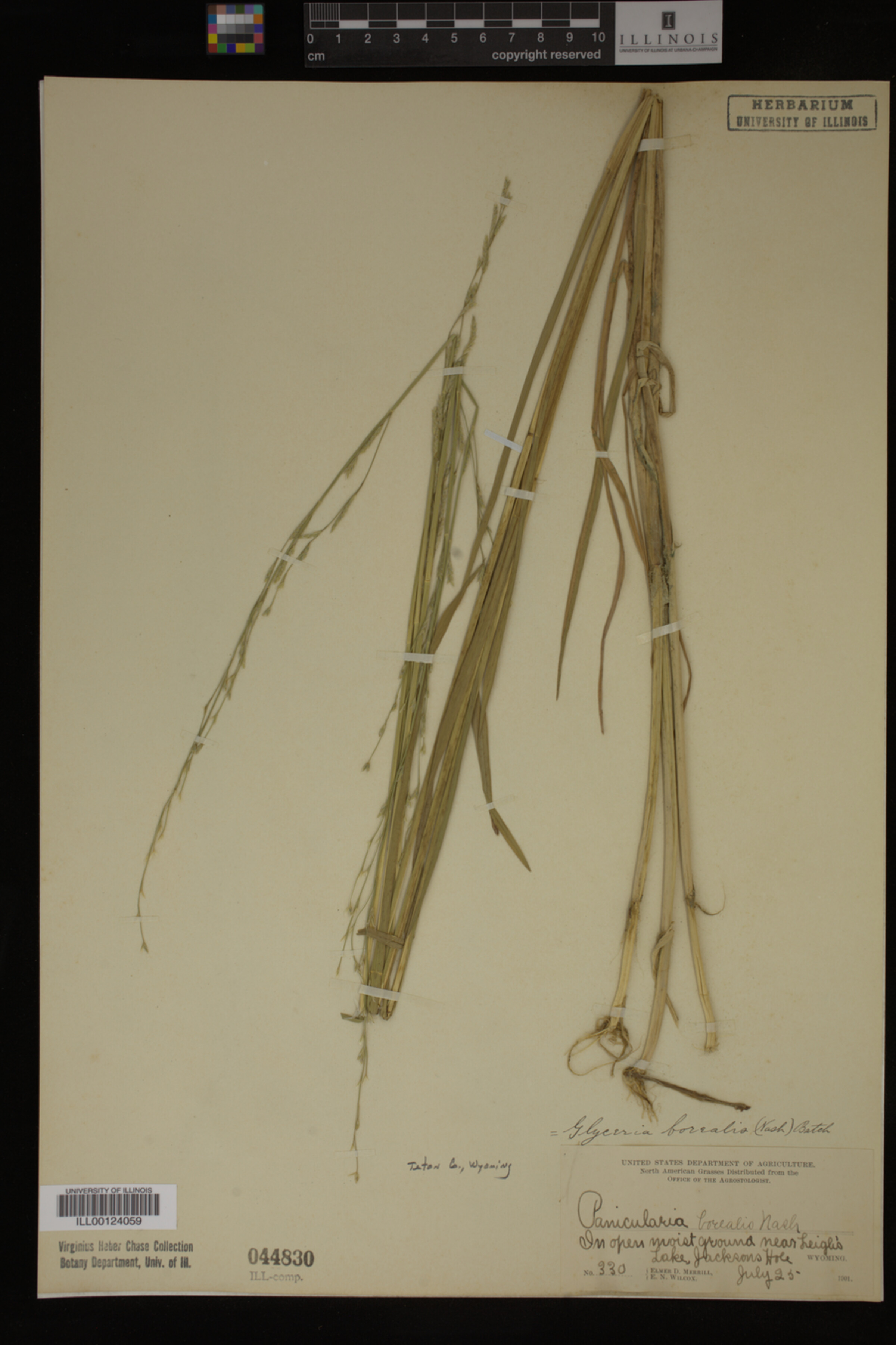 Glyceria borealis image