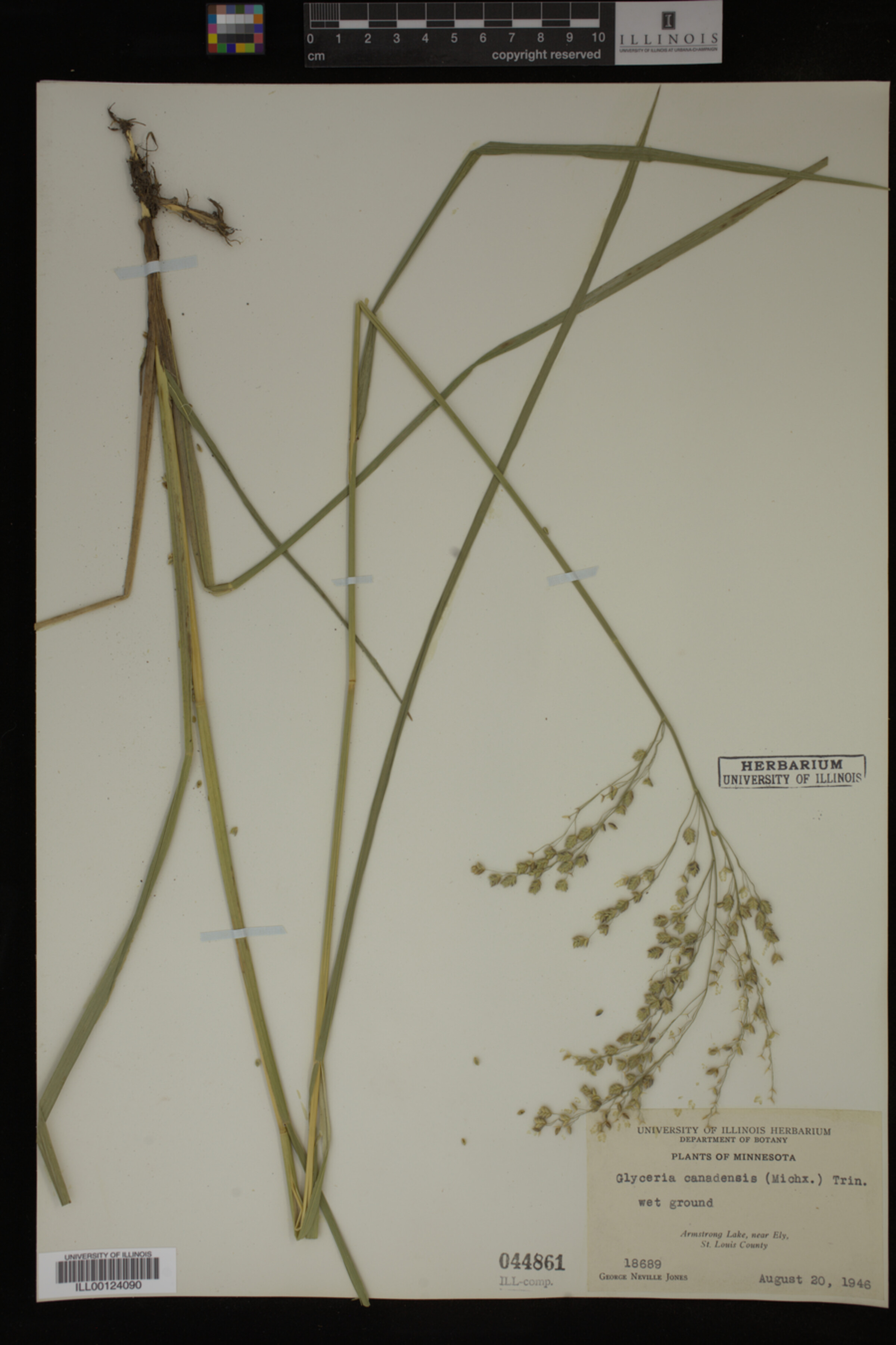 Glyceria canadensis image