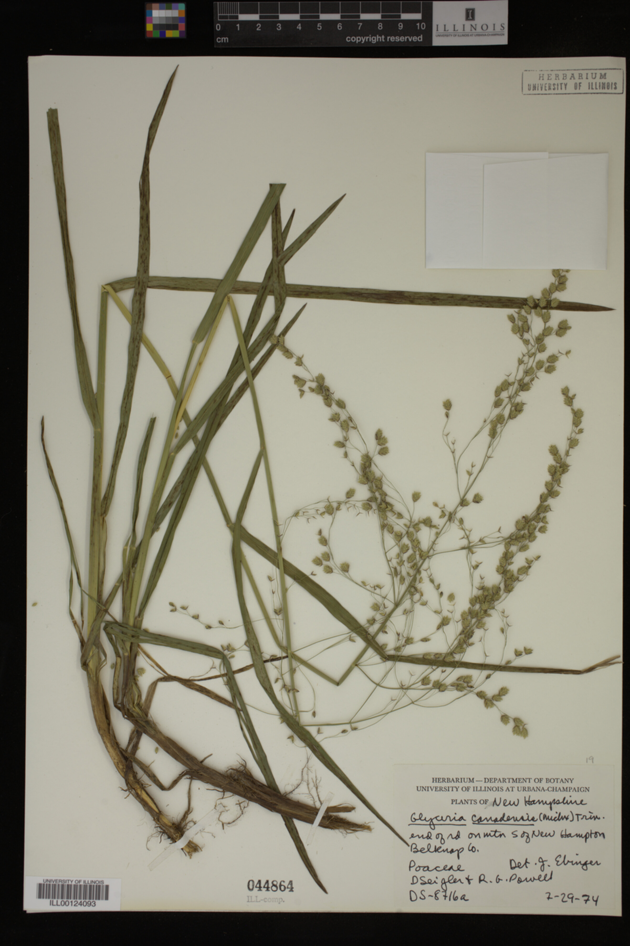Glyceria canadensis image